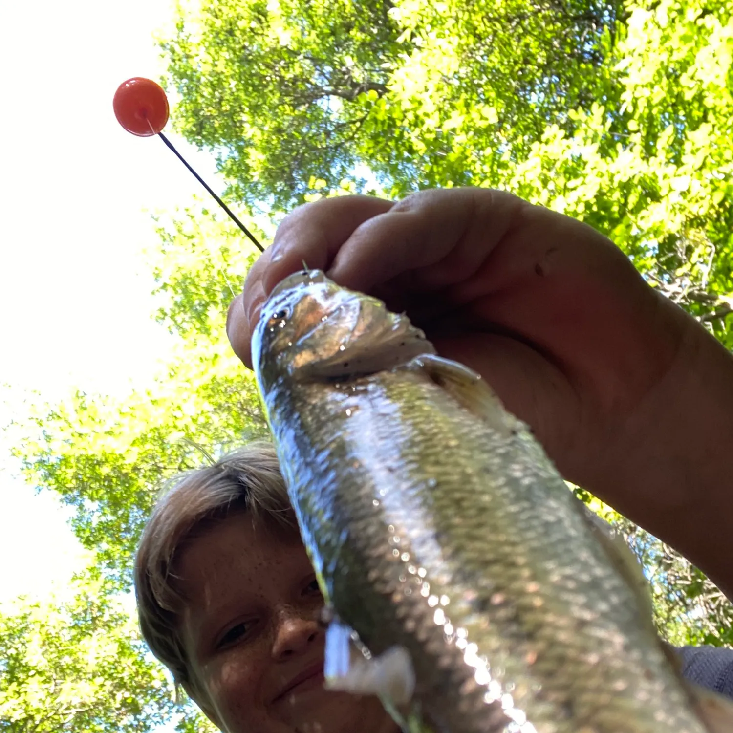 Creek chub caught on Fishbrain