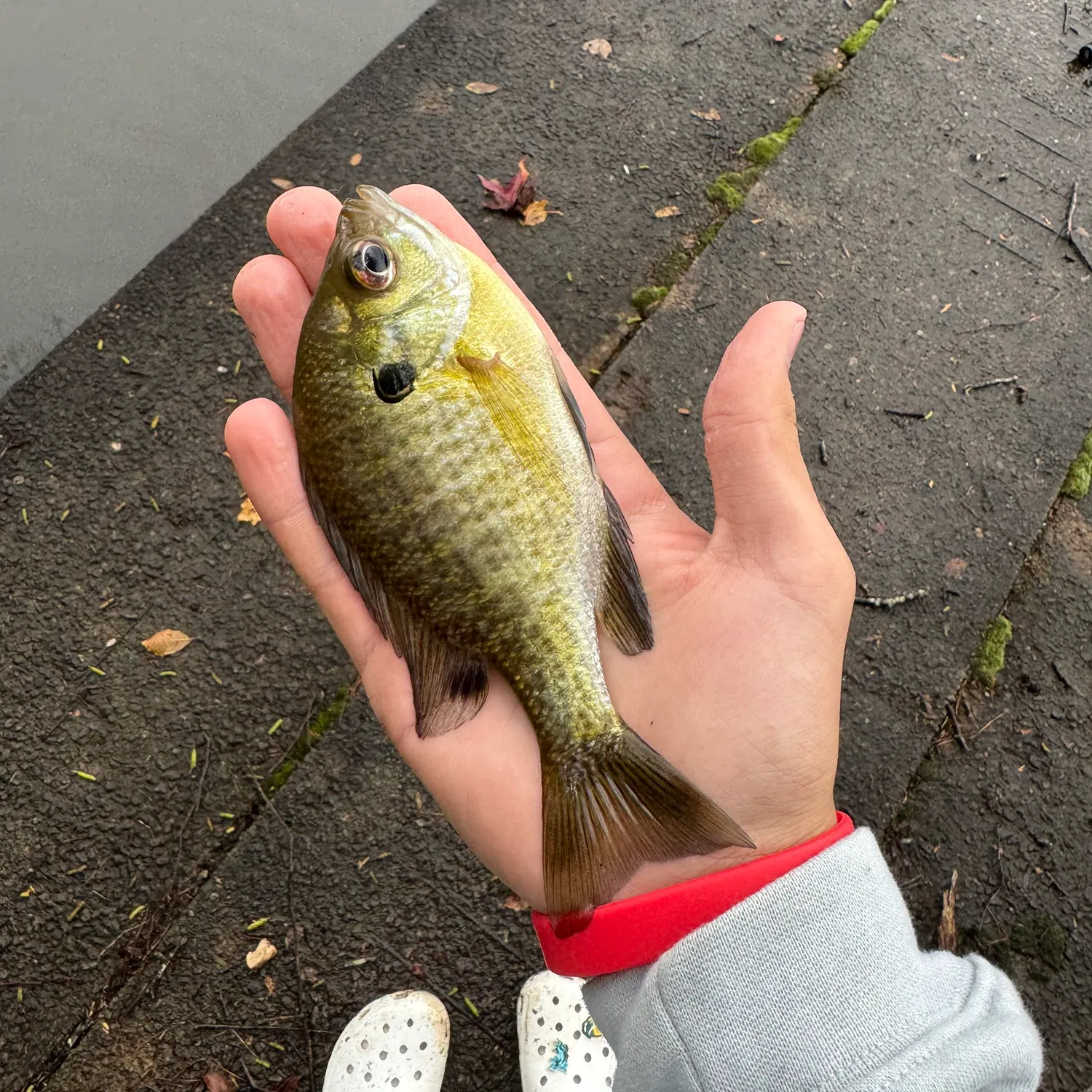 Bluegill caught on Fishbrain