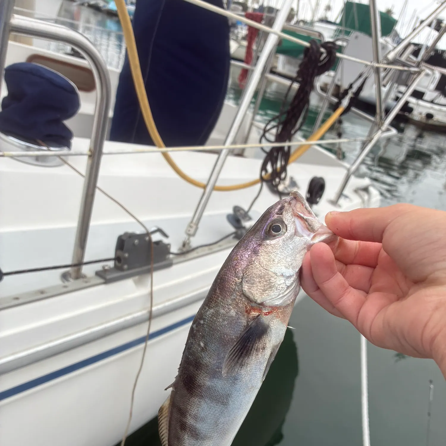 The most recent White seabass catches on Fishbrain