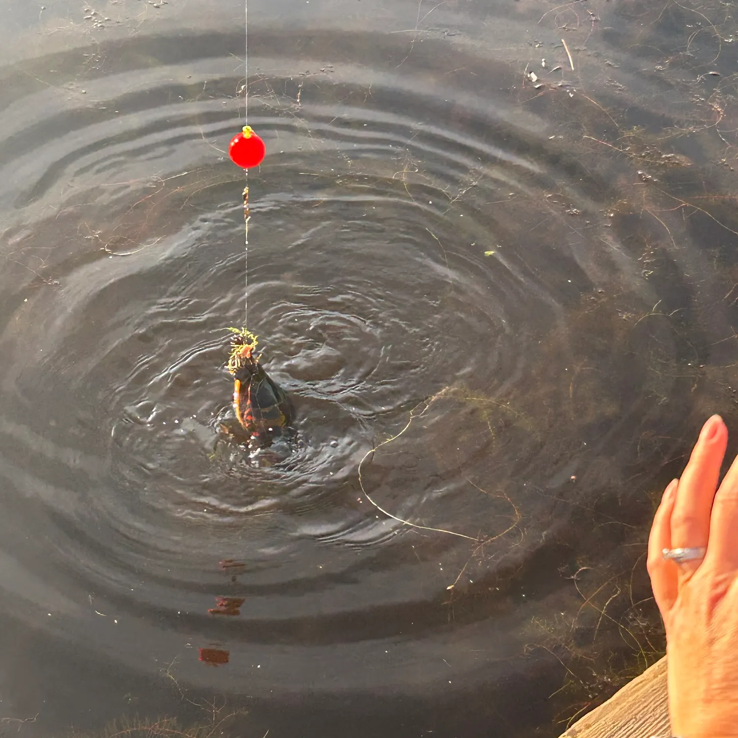 Pond slider turtle caught on Fishbrain