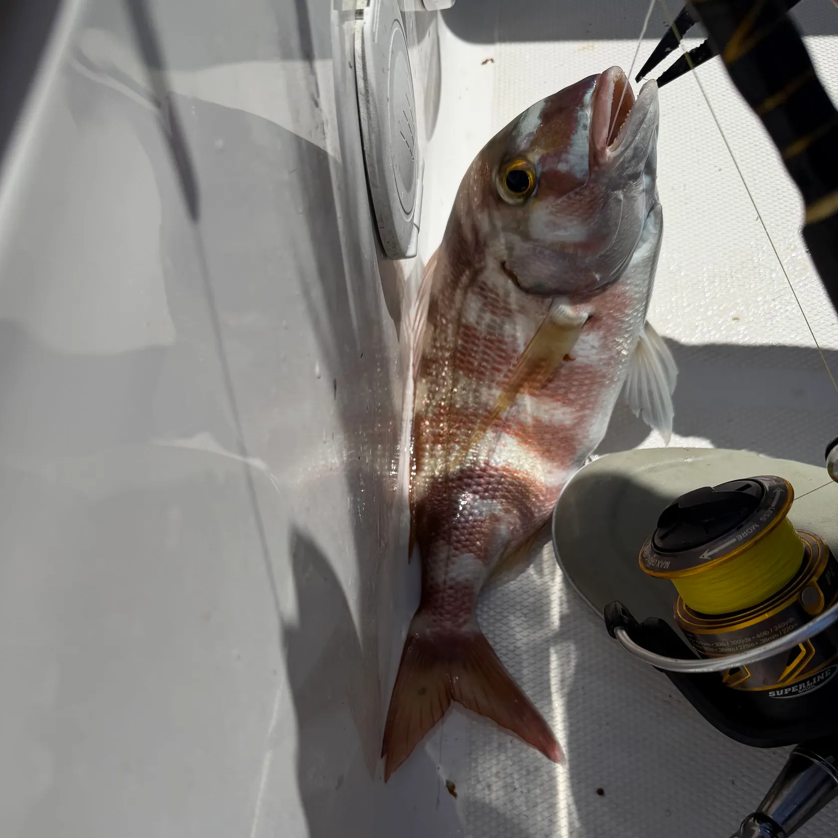 The most recent Sheepshead porgy catches on Fishbrain