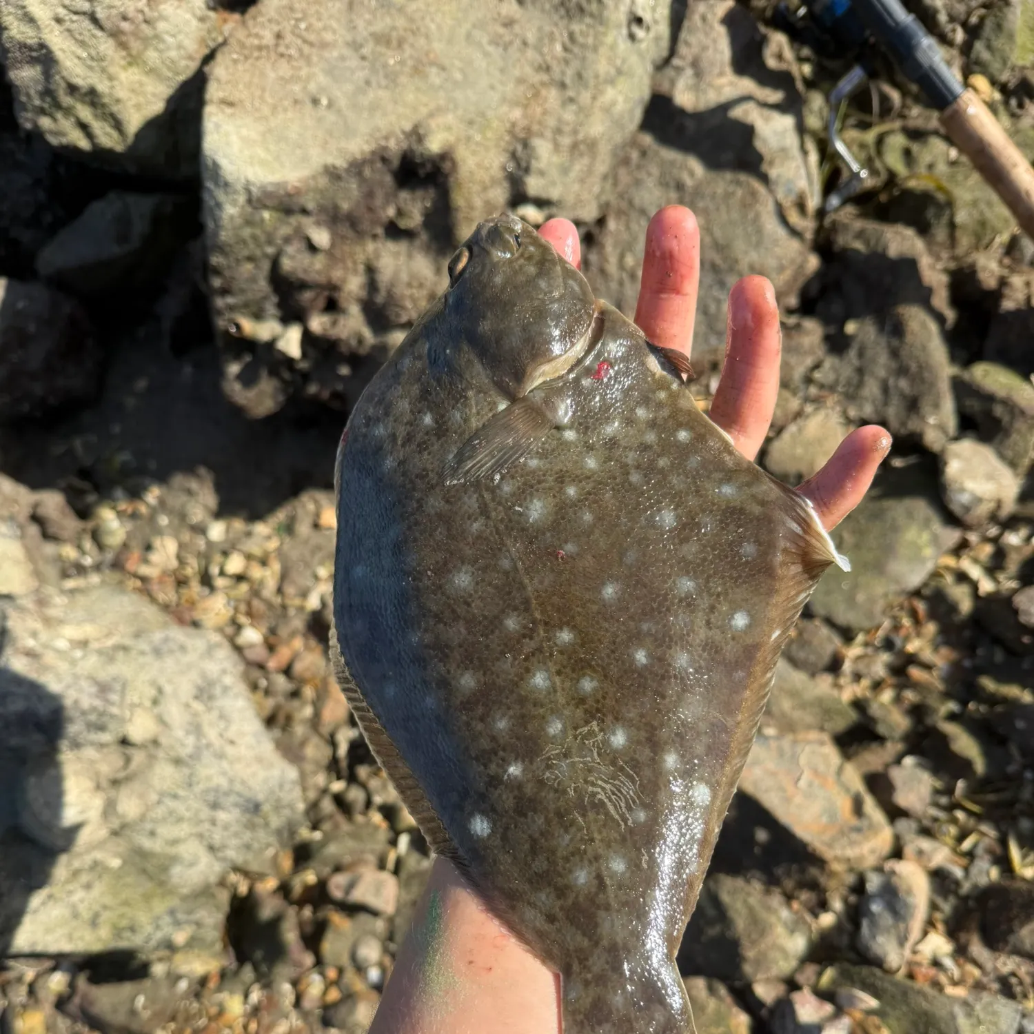 The most recent Diamond turbot catches on Fishbrain