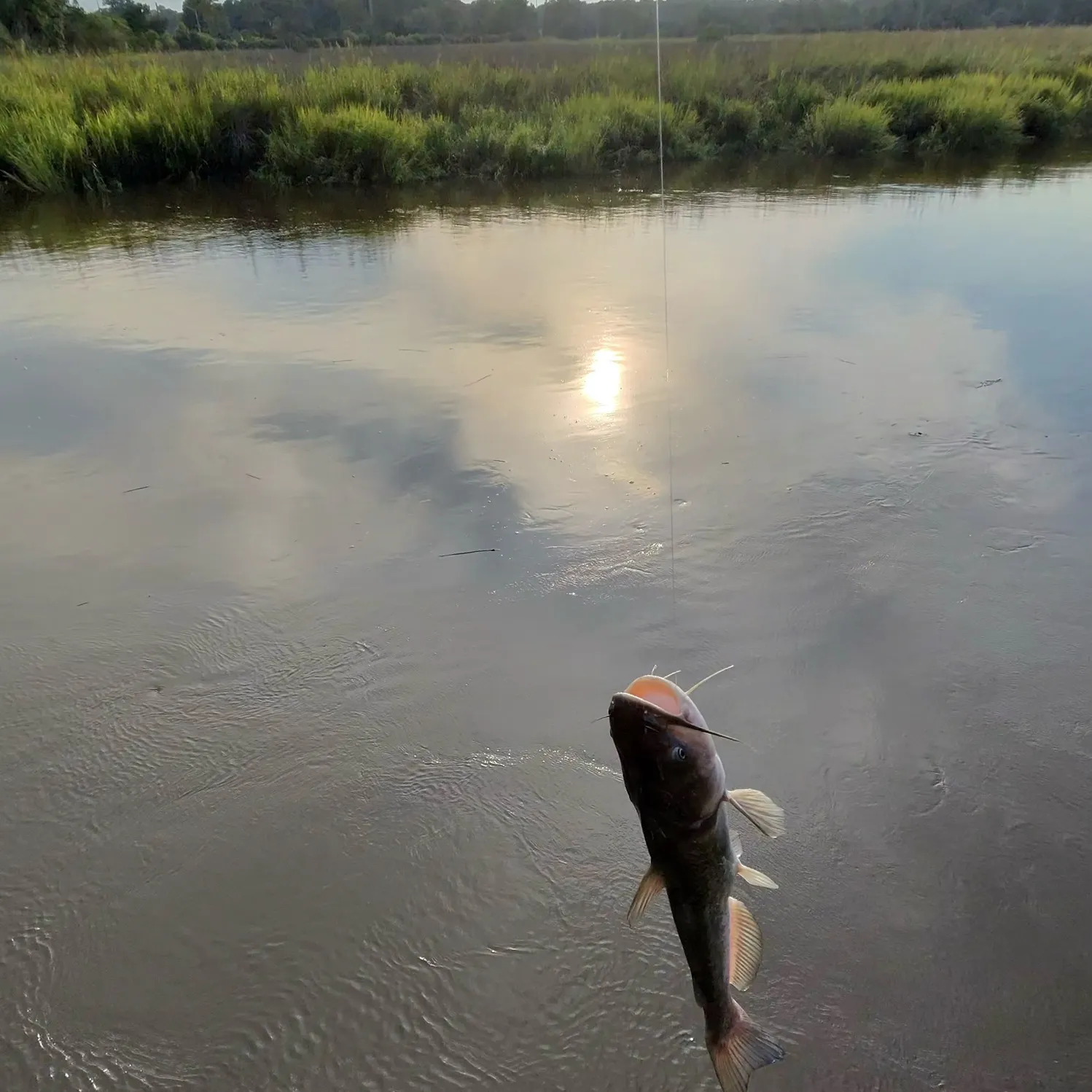 The most recent White bullhead catches on Fishbrain