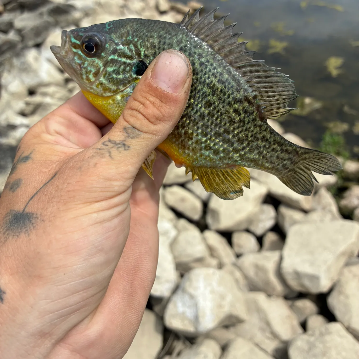 catch