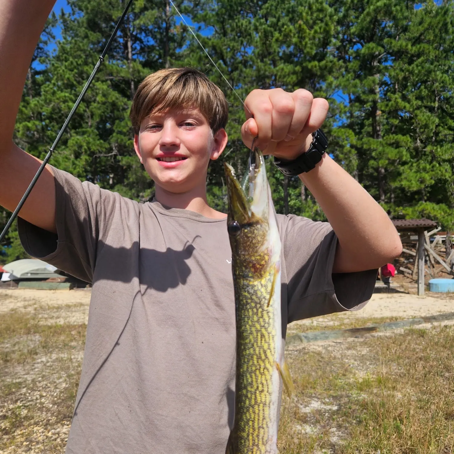 Chain pickerel caught on Fishbrain