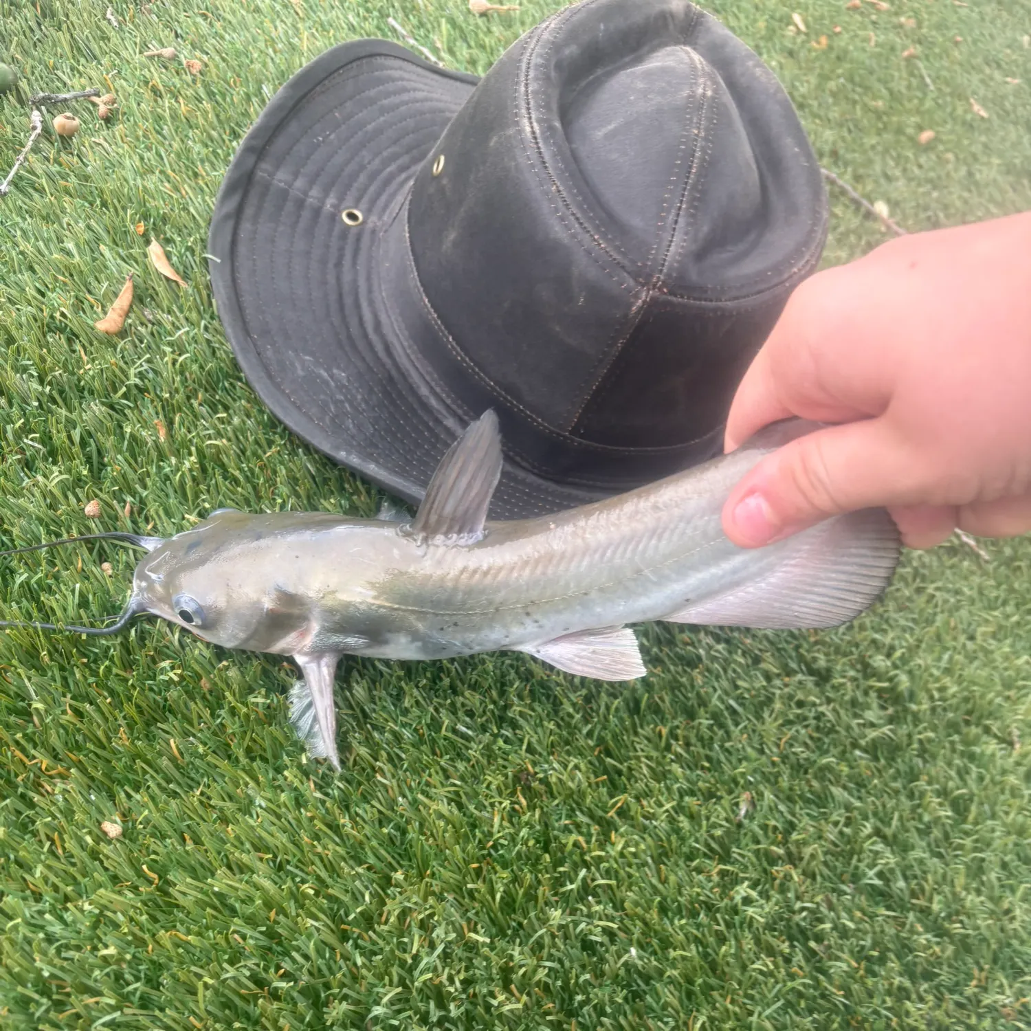 Channel catfish caught on Fishbrain