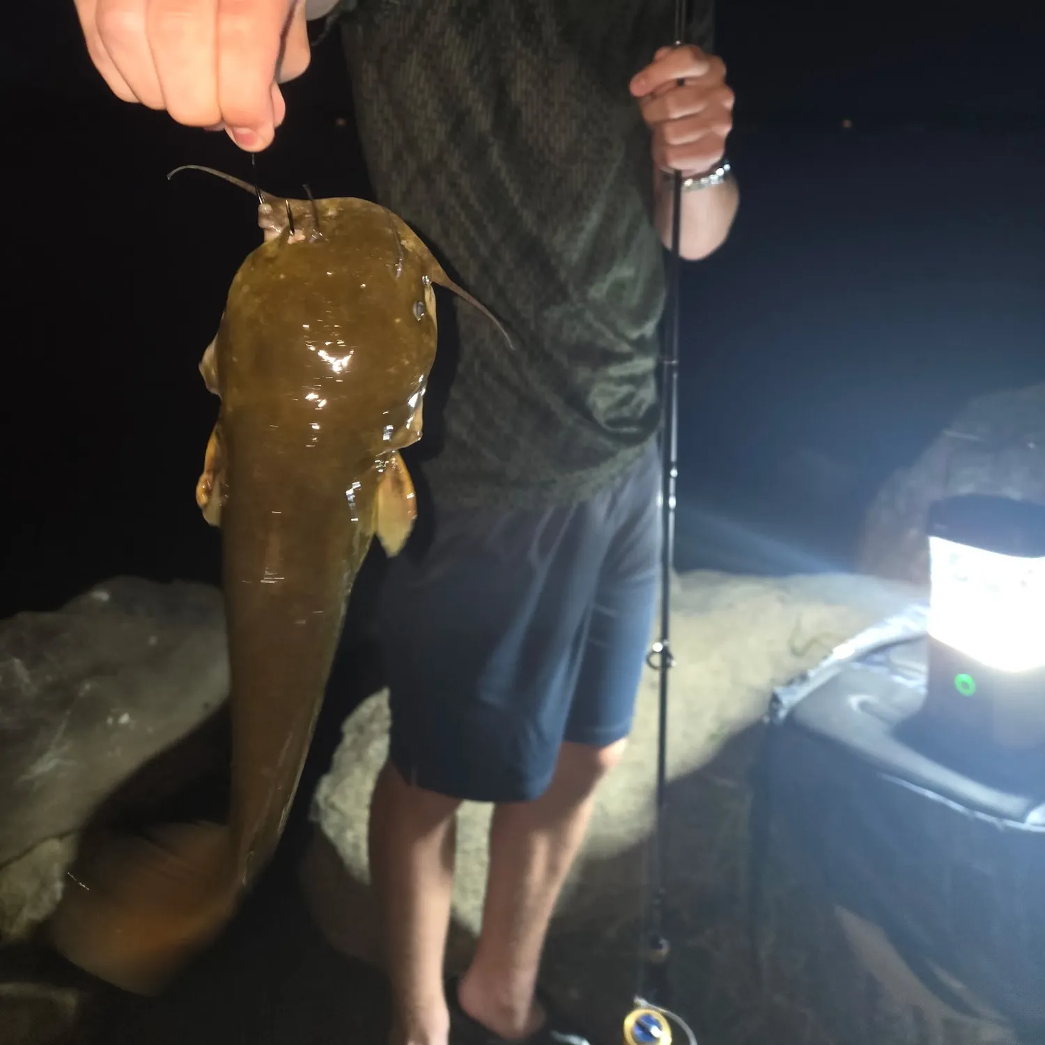Yellow bullhead caught on Fishbrain