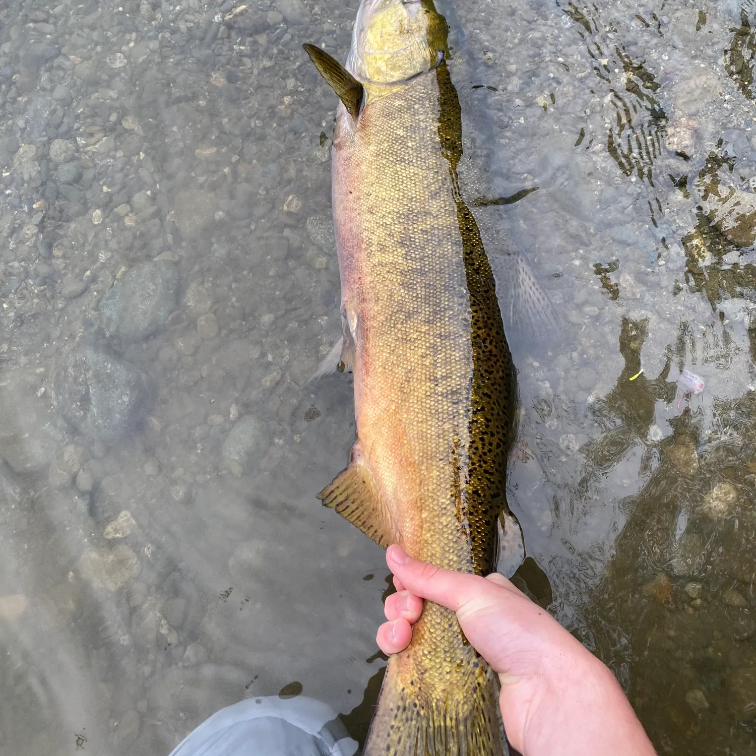 Chinook salmon caught on Fishbrain