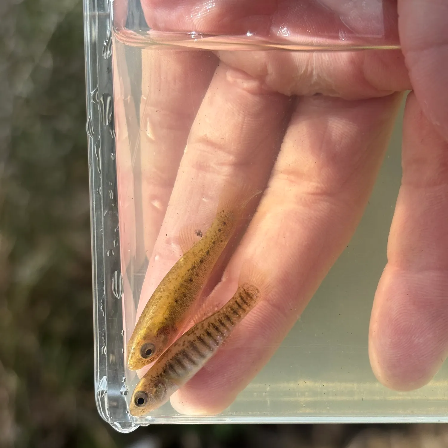 The most recent Bagrid catfish catches on Fishbrain