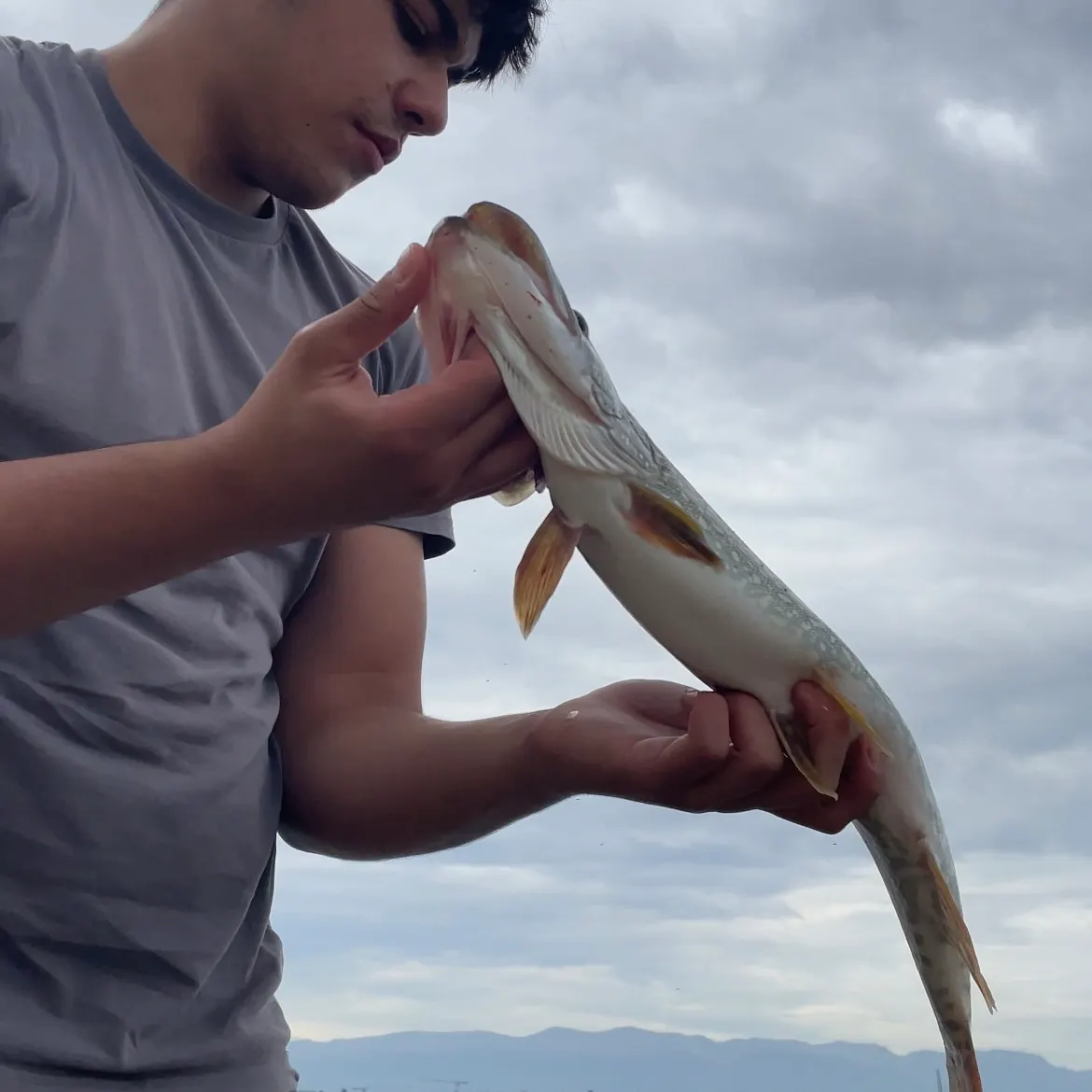 Northern pike caught on Fishbrain