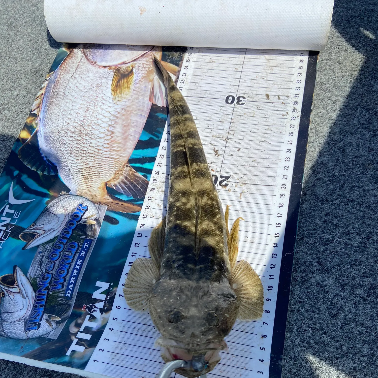 Dusky flathead caught on Fishbrain