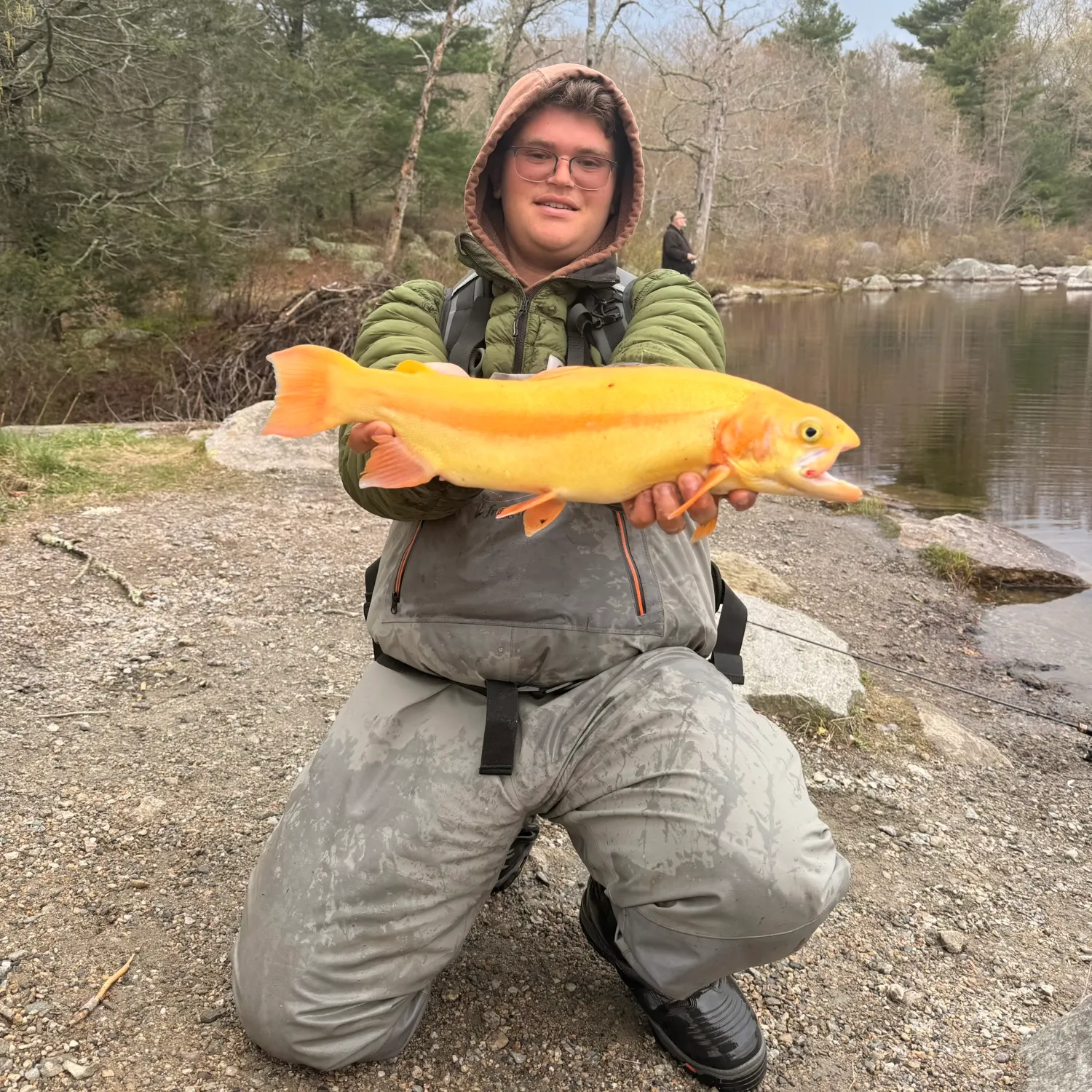The most recent Golden rainbow trout catches on Fishbrain