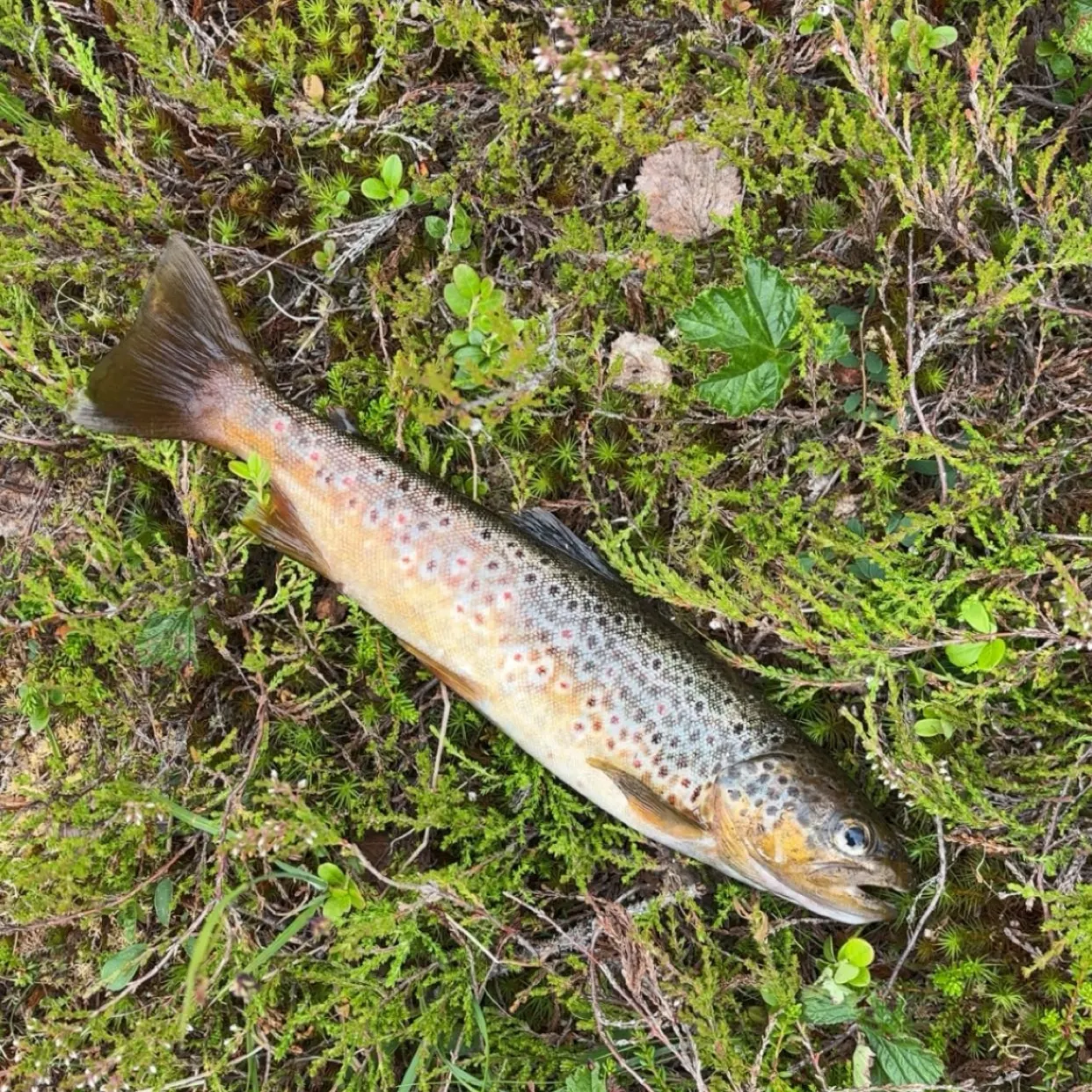 Brown trout caught on Fishbrain