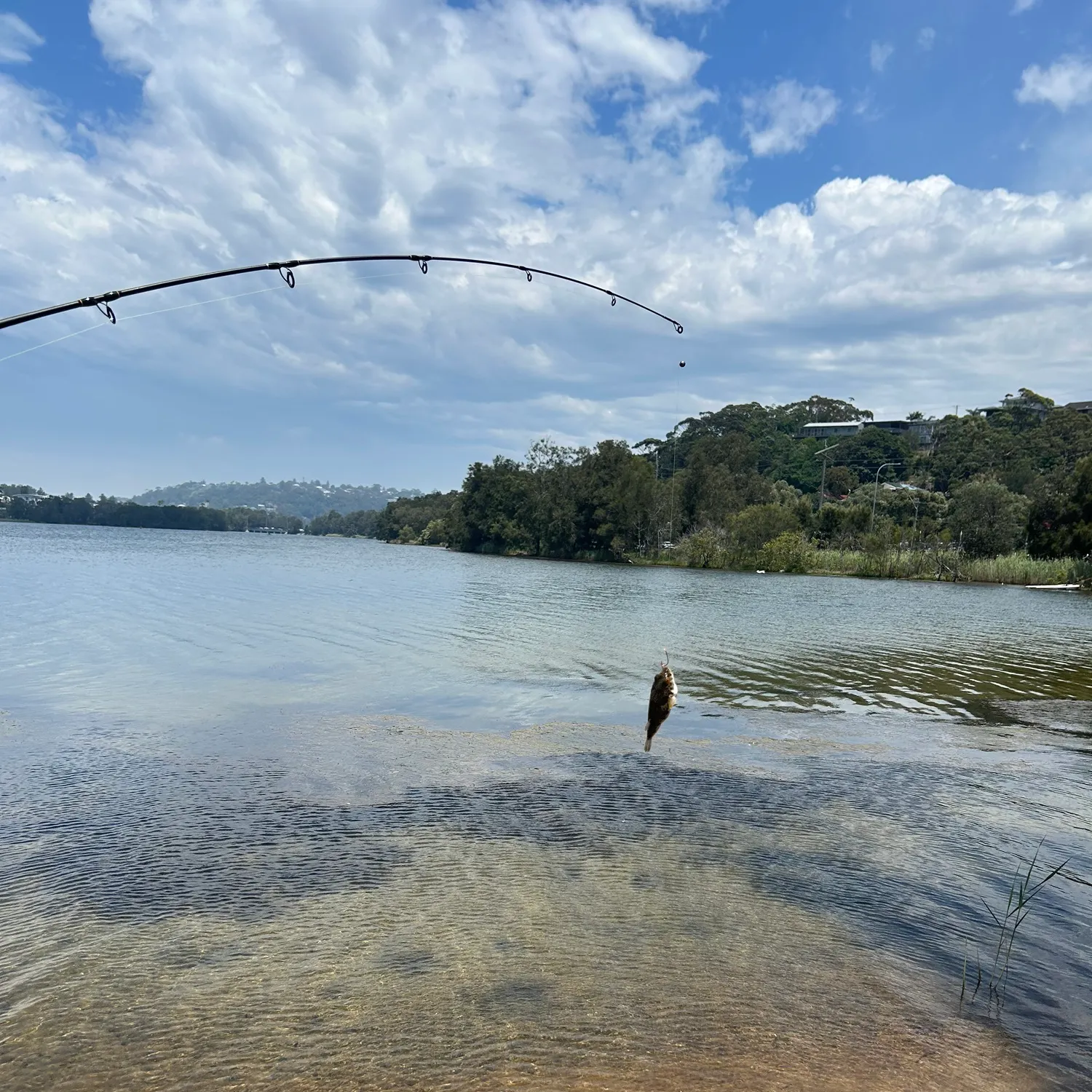 The most recent Smooth toadfish catches on Fishbrain