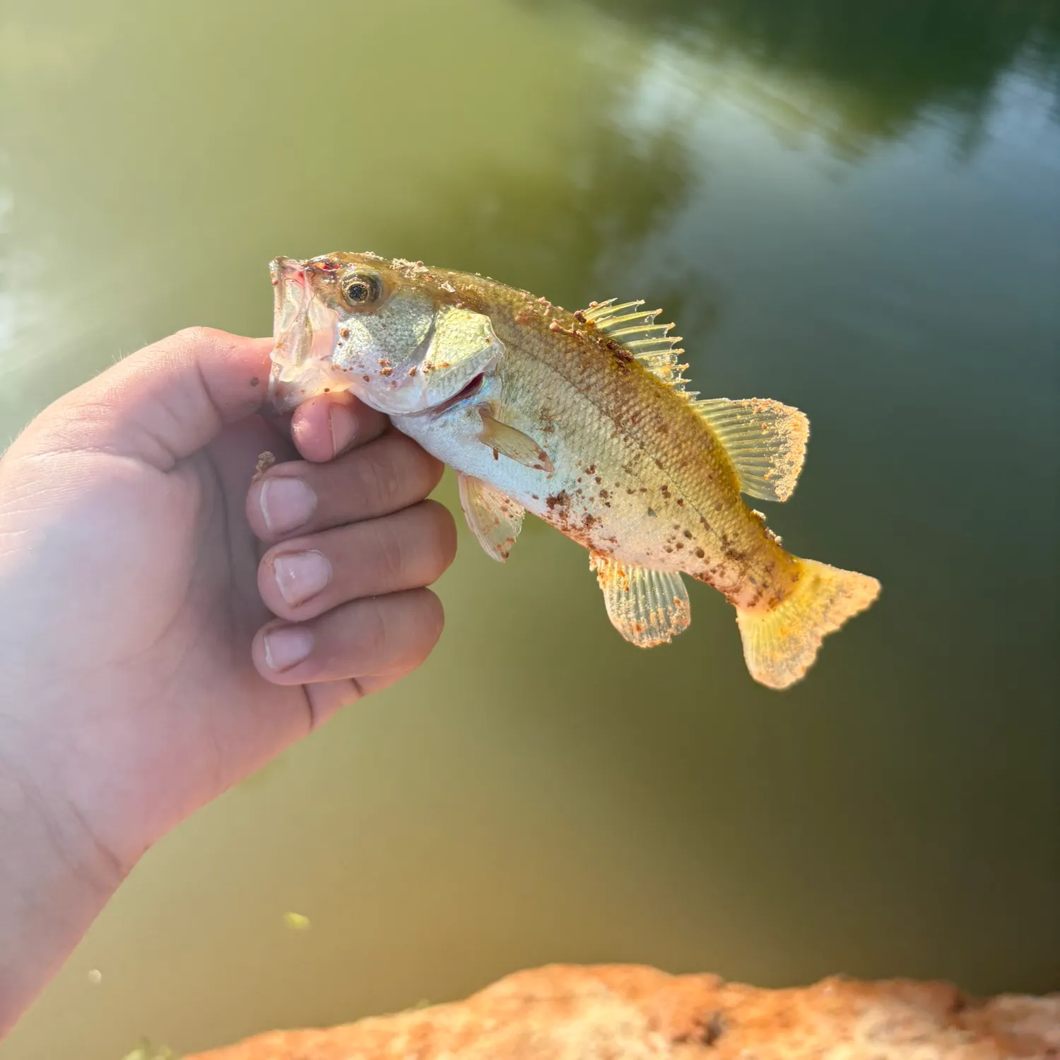 Largemouth bass caught on Fishbrain