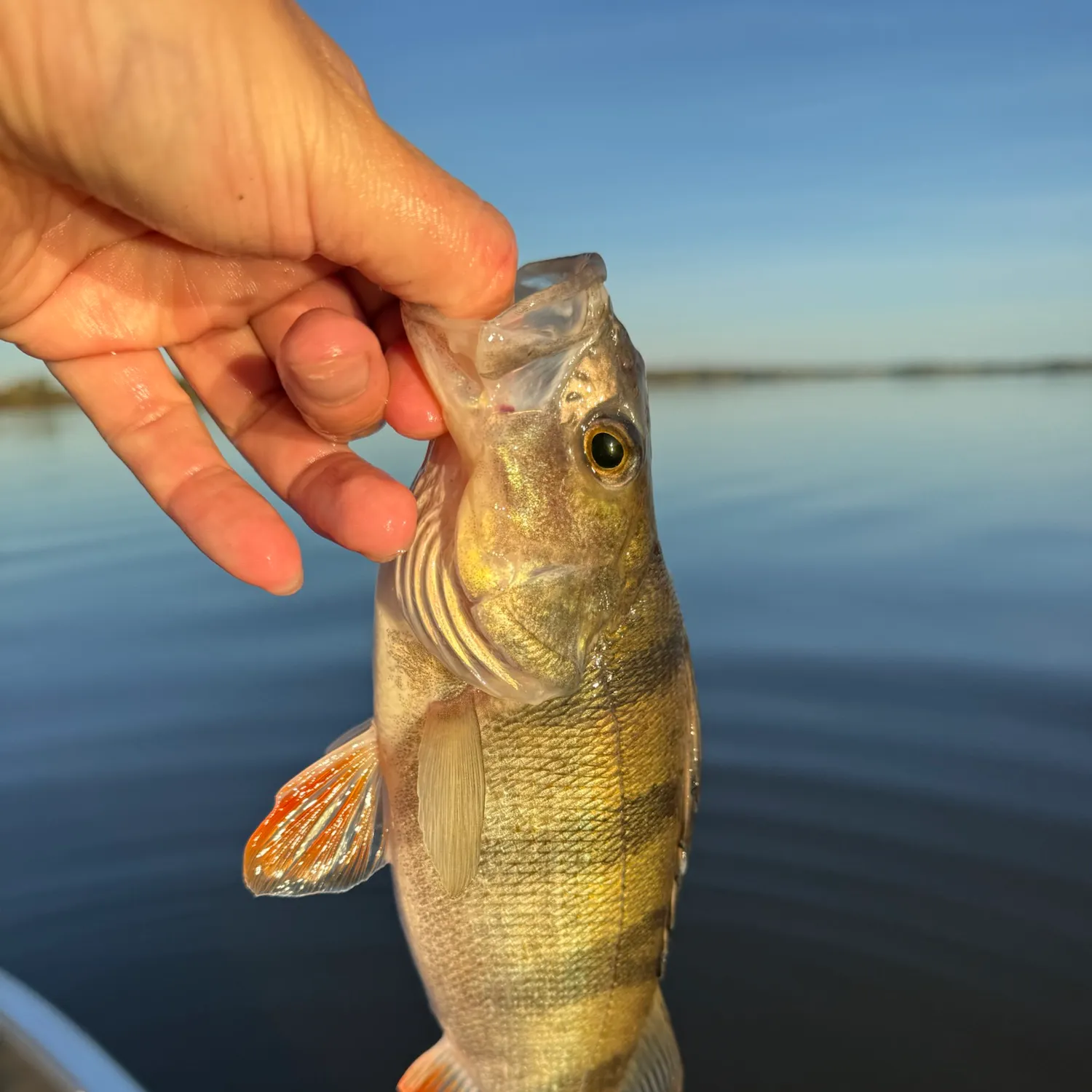 European perch caught on Fishbrain