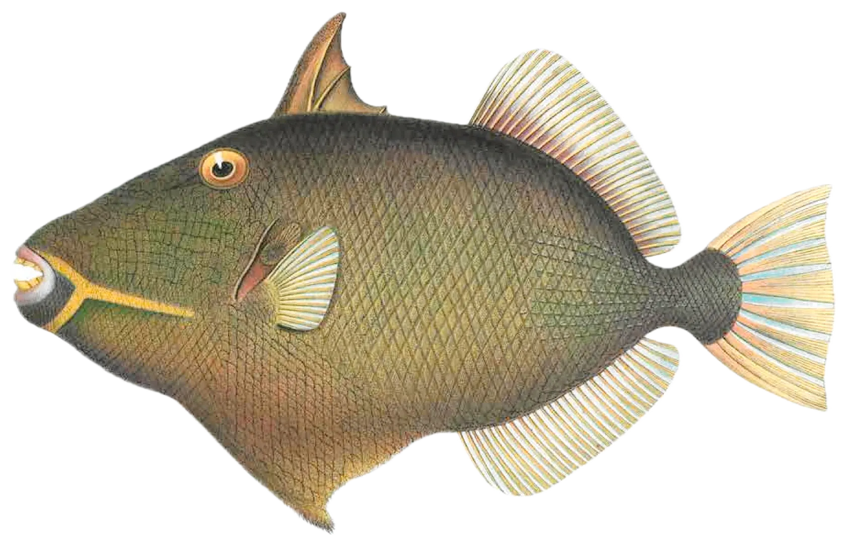 Bridled triggerfish