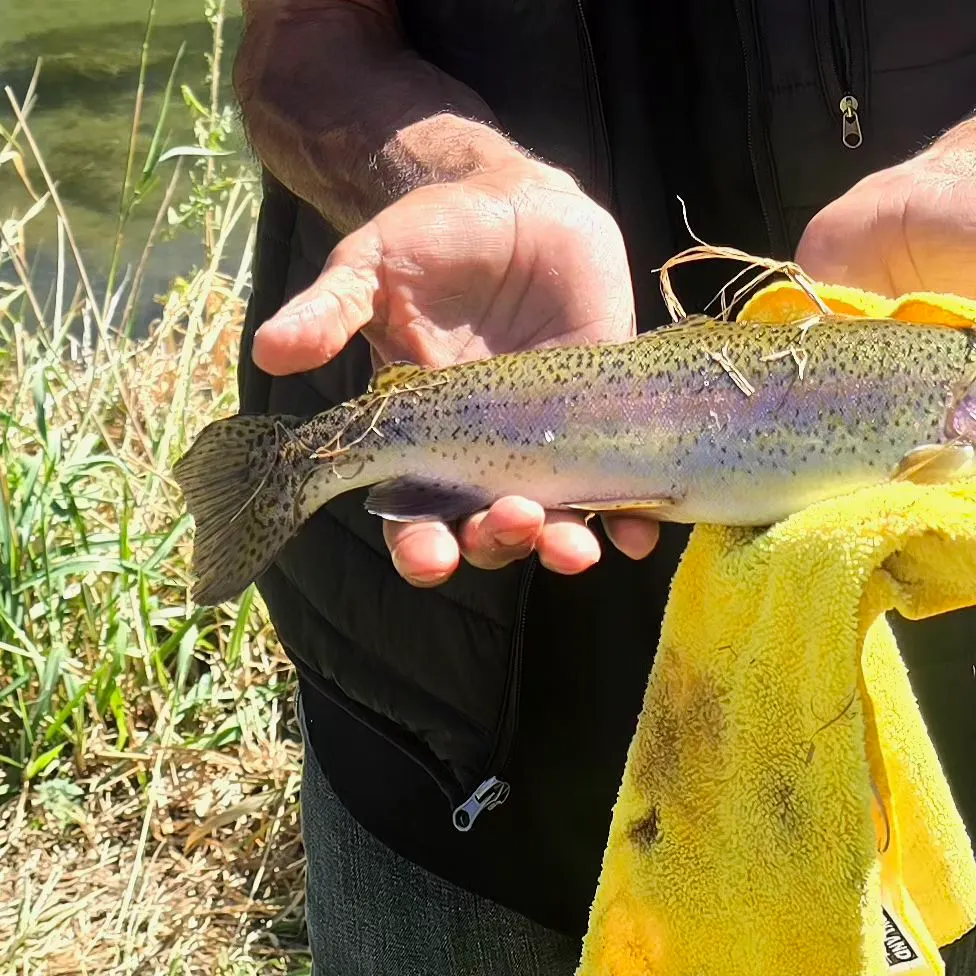 Rainbow trout caught on Fishbrain