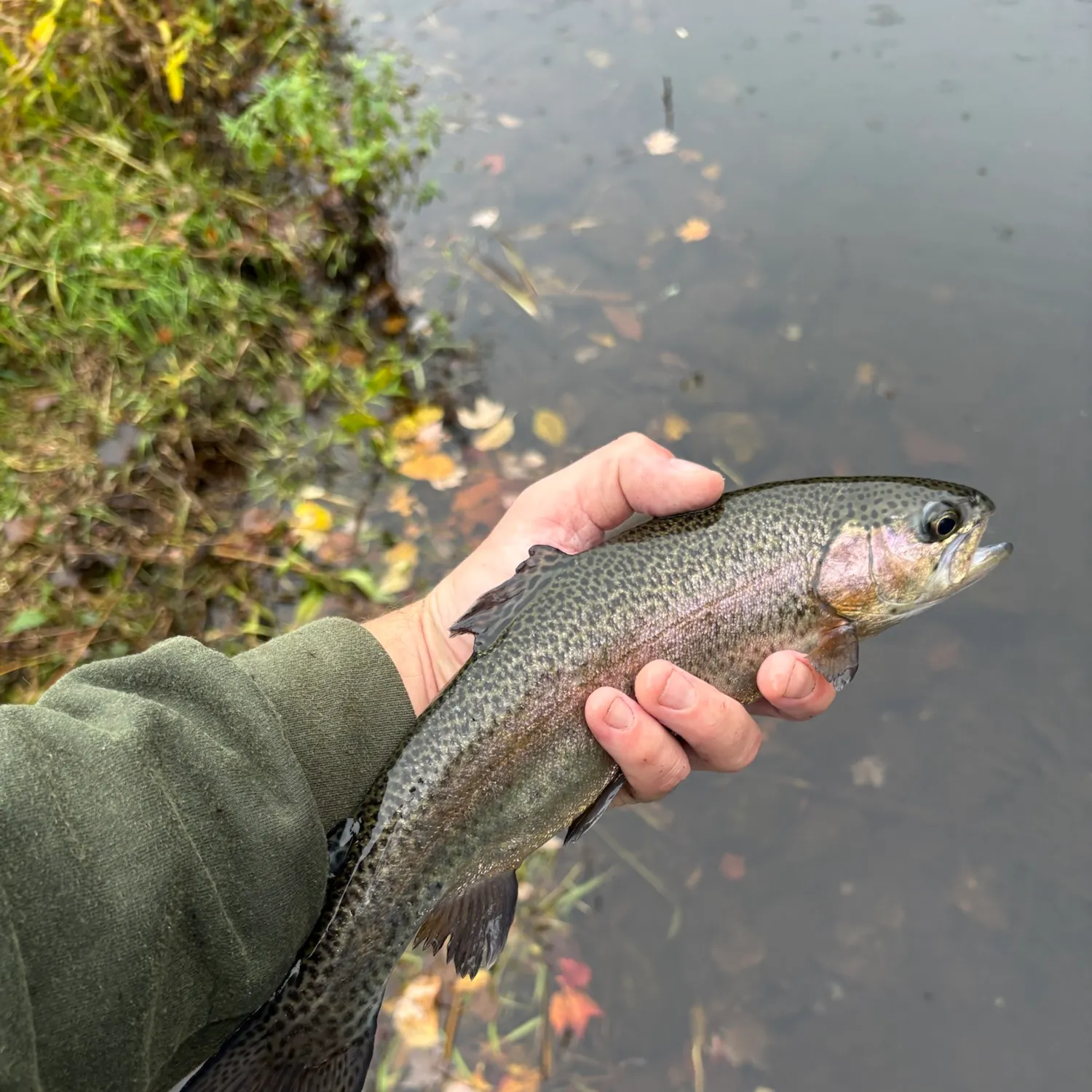 Rainbow trout caught on Fishbrain