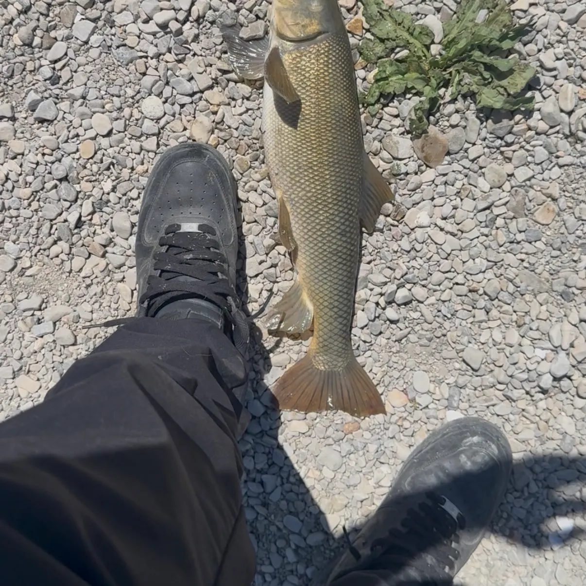 The most recent Utah sucker catches on Fishbrain