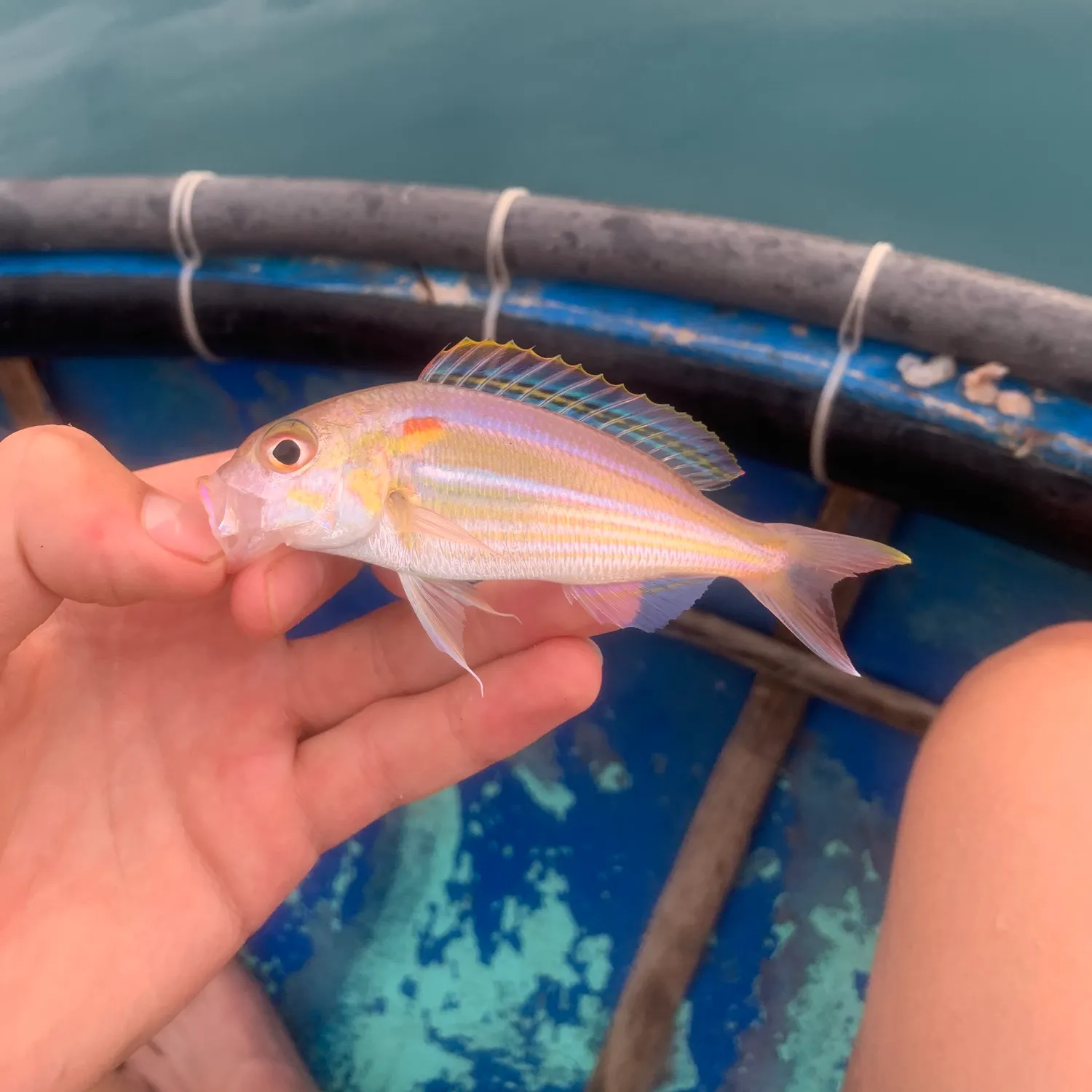 The most recent Yellow-tipped threadfin bream catches on Fishbrain