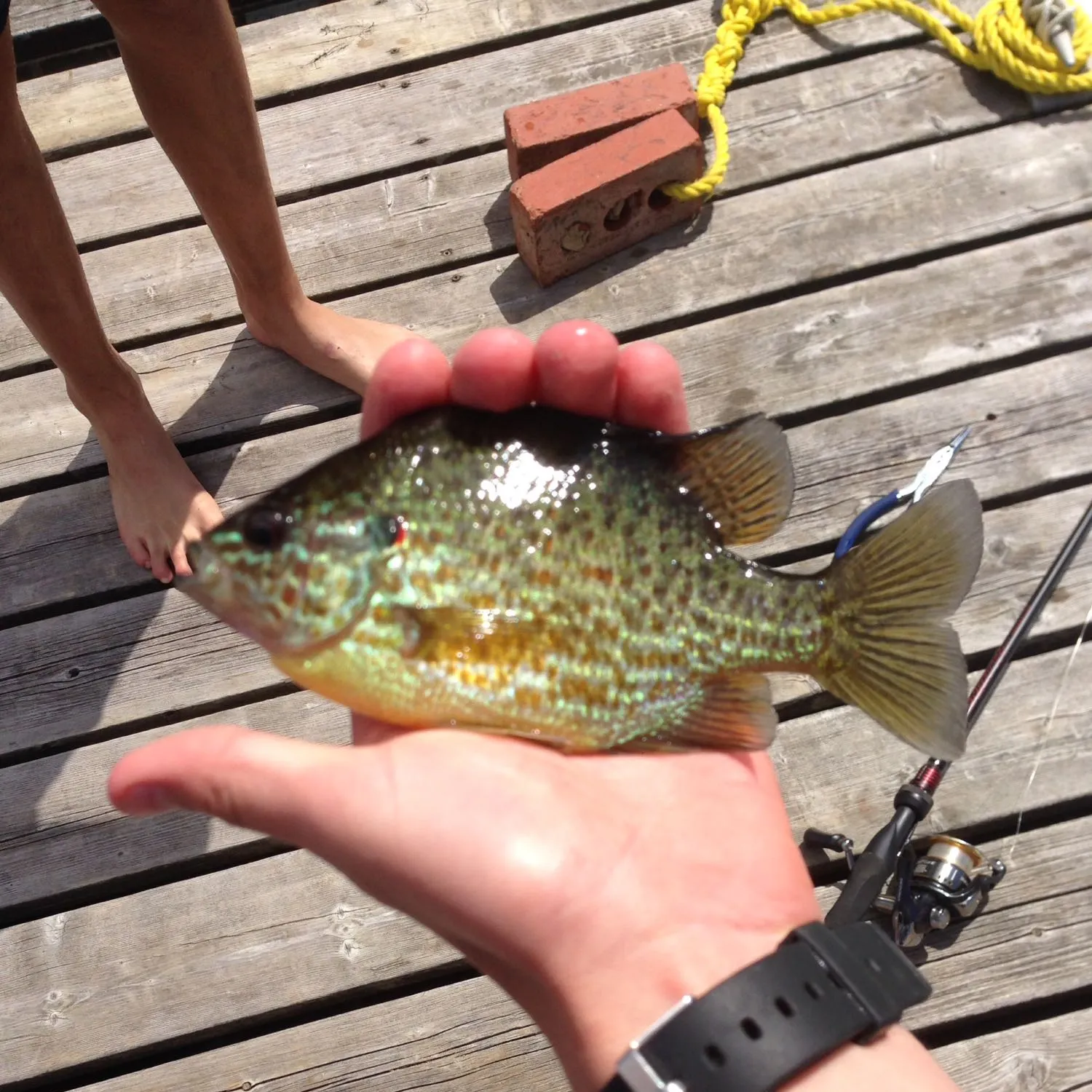 recently logged catches