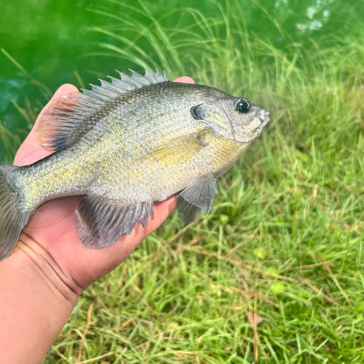Bluegill caught on Fishbrain