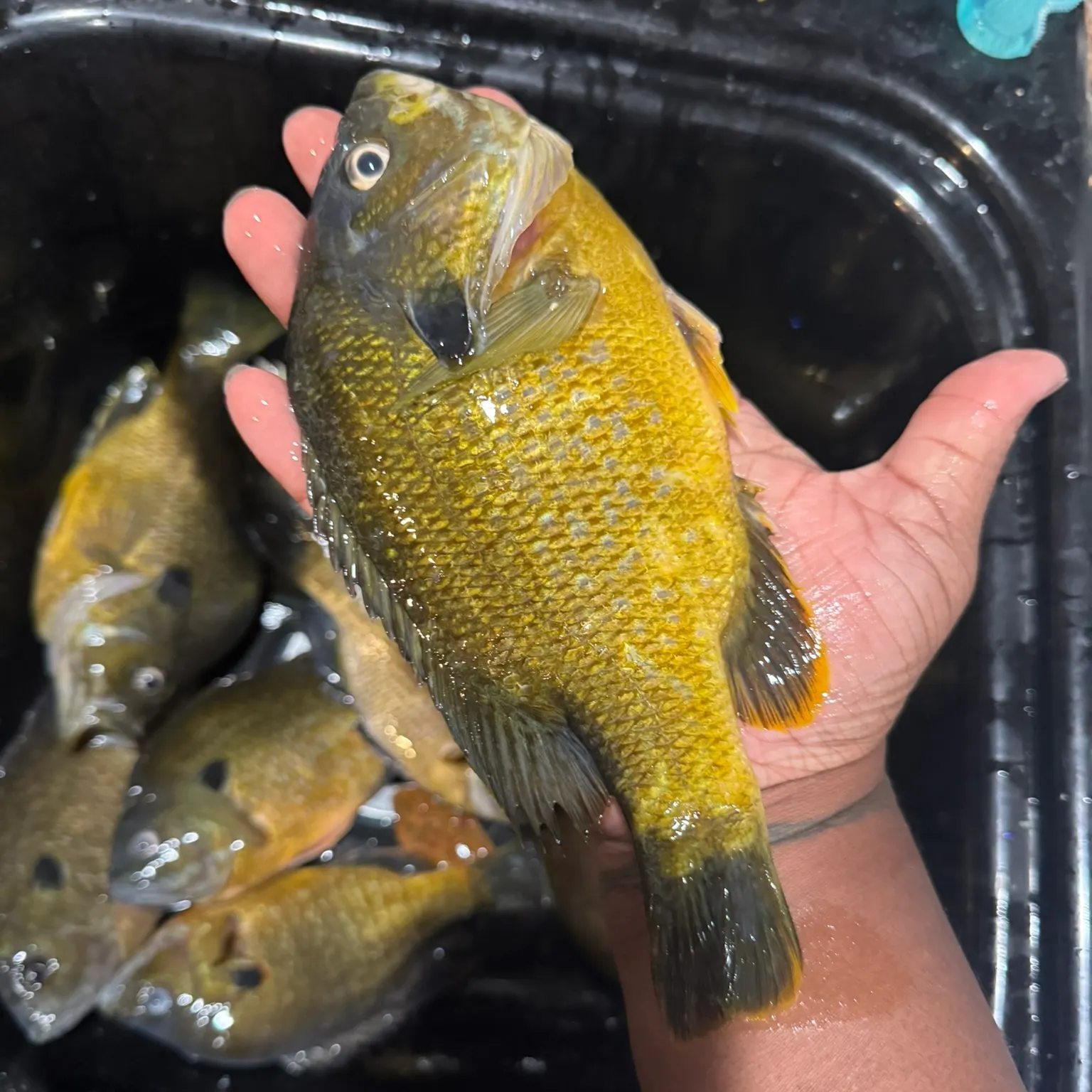 The most recent Greengill hybrid catches on Fishbrain