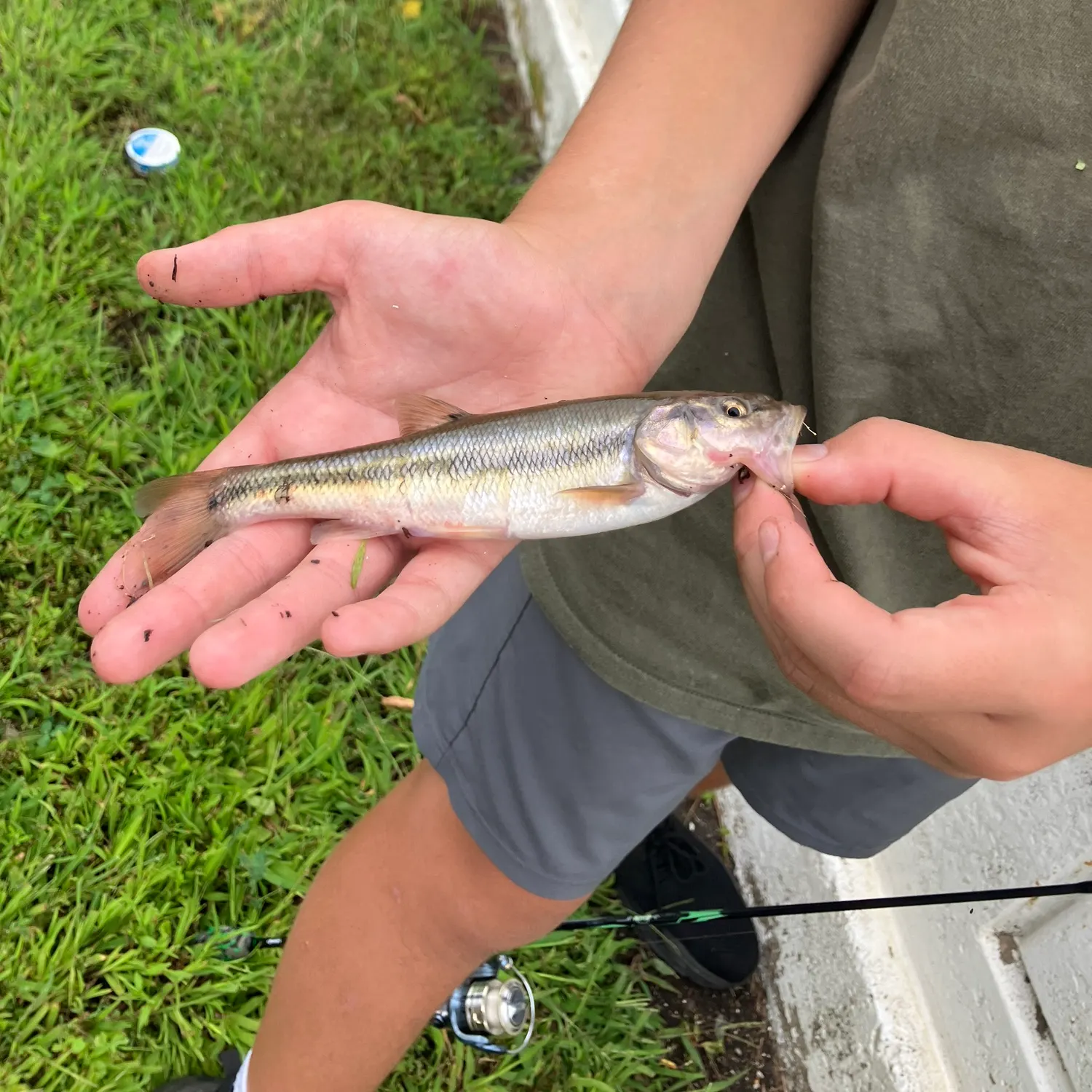 Creek chub caught on Fishbrain