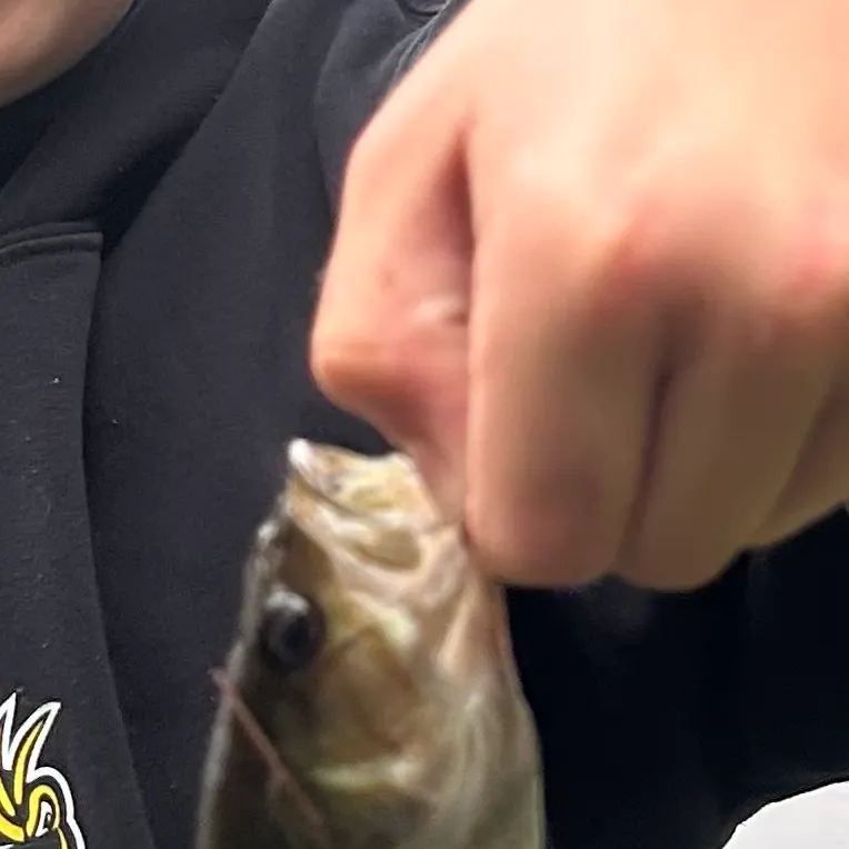 Smallmouth bass caught on Fishbrain