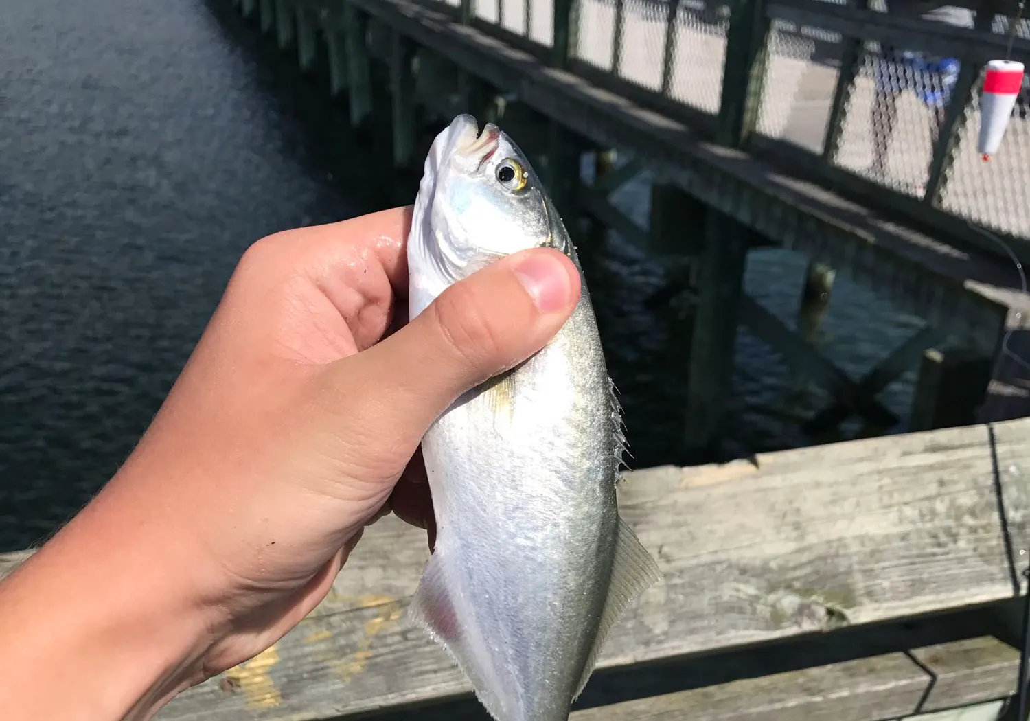 Bluefish