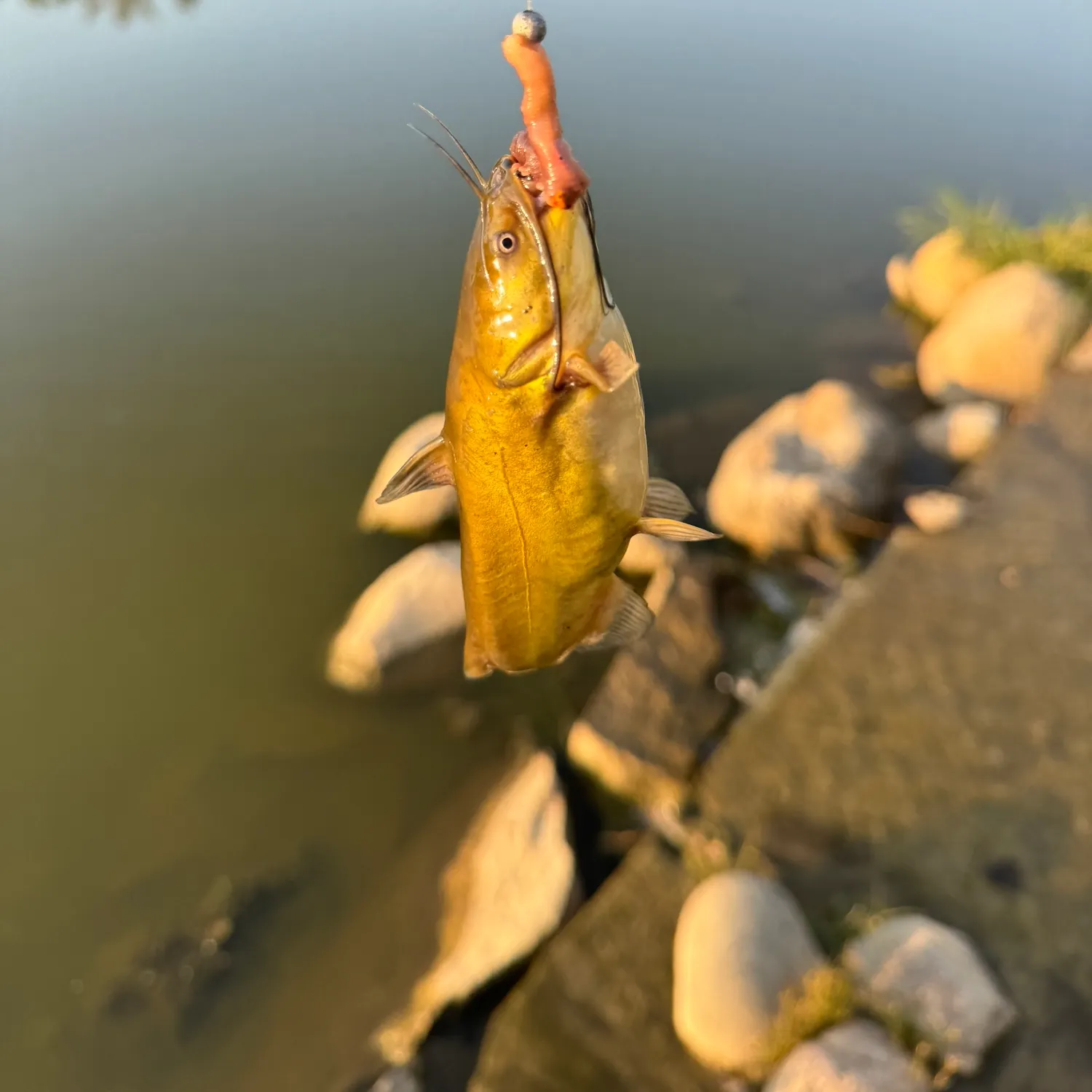 Yellow bullhead caught on Fishbrain