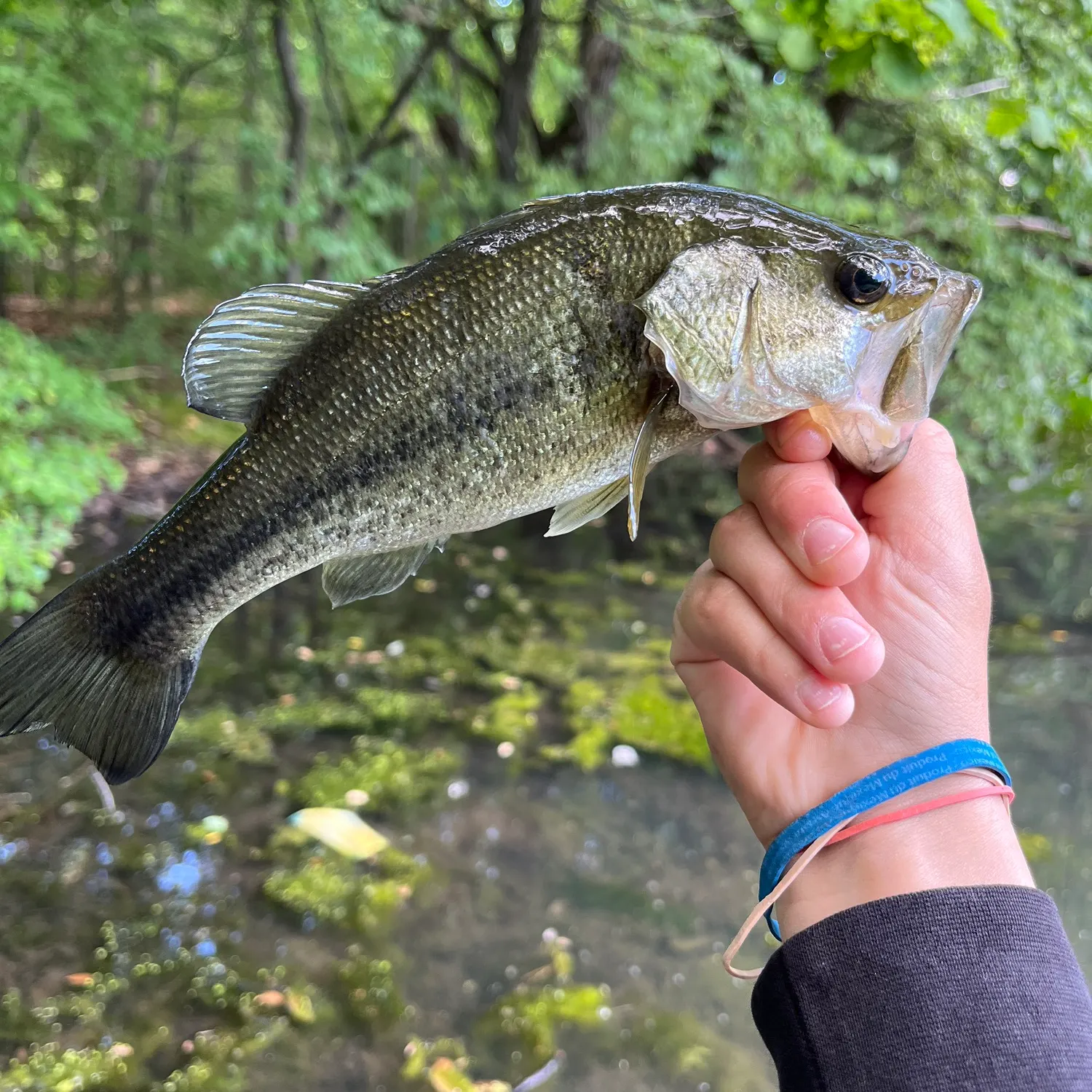 angler catch