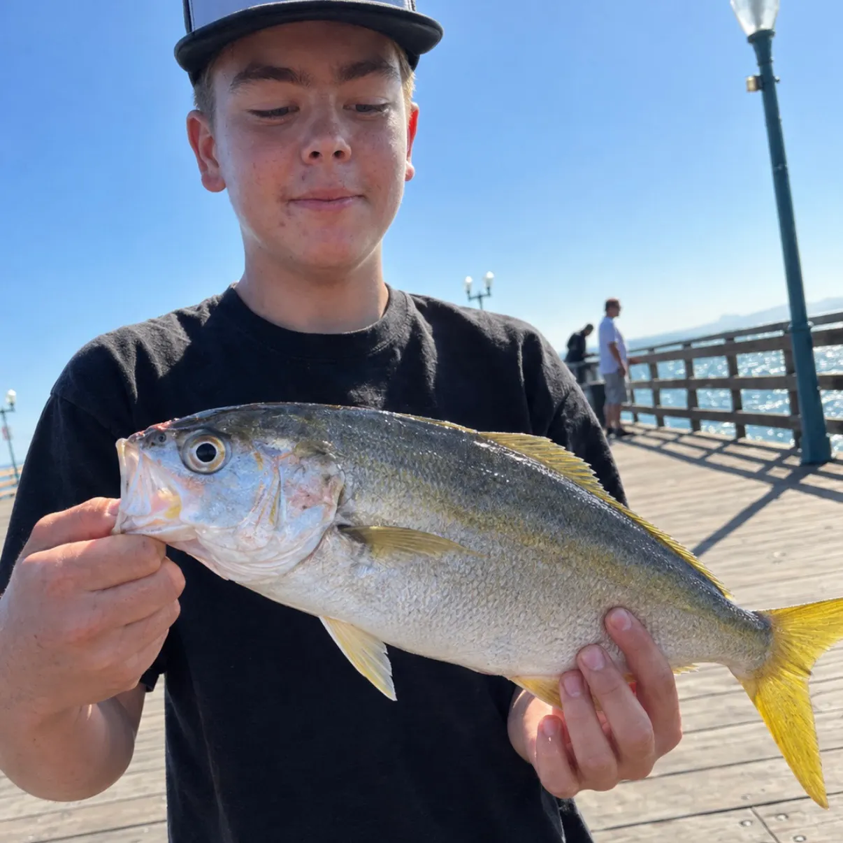 California yellowtail amberjack caught on Fishbrain