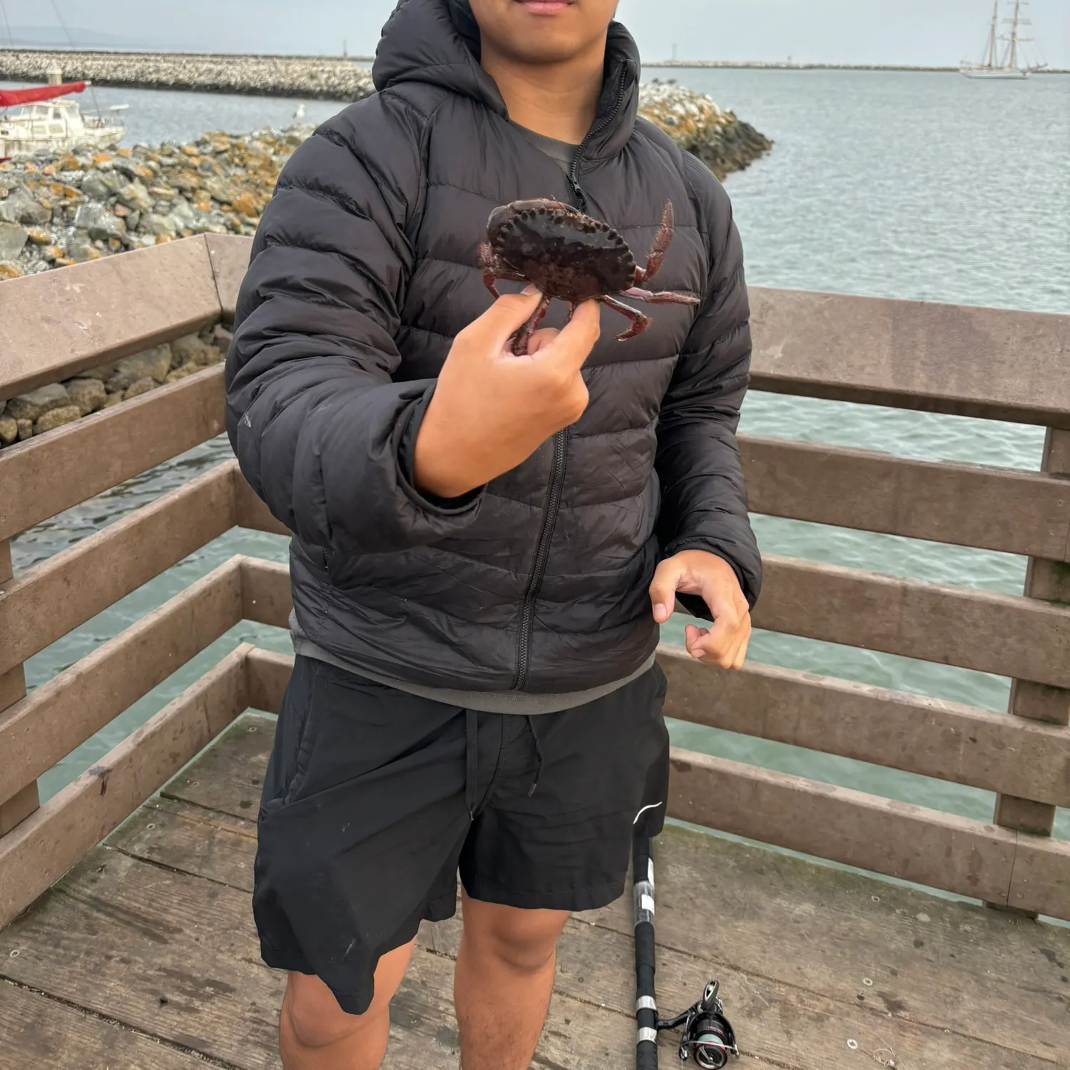 The most recent Red rock crab catches on Fishbrain