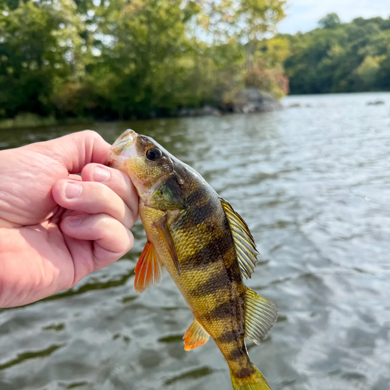 Yellow perch caught on Fishbrain