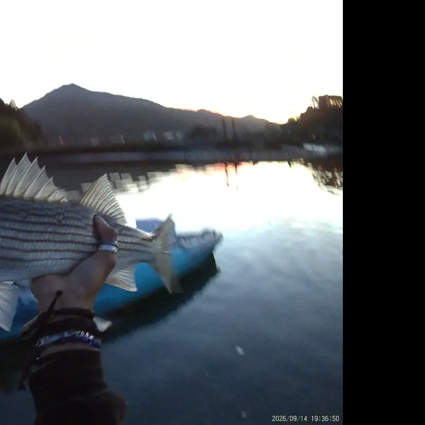 The most recent Striped bass catches on Fishbrain