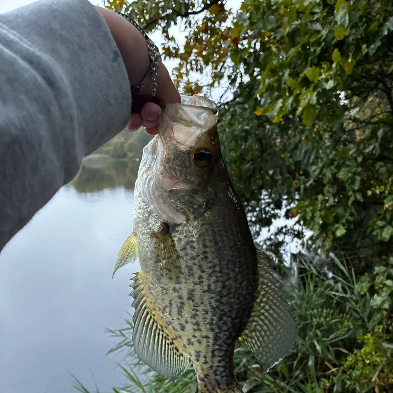 Black crappie caught on Fishbrain