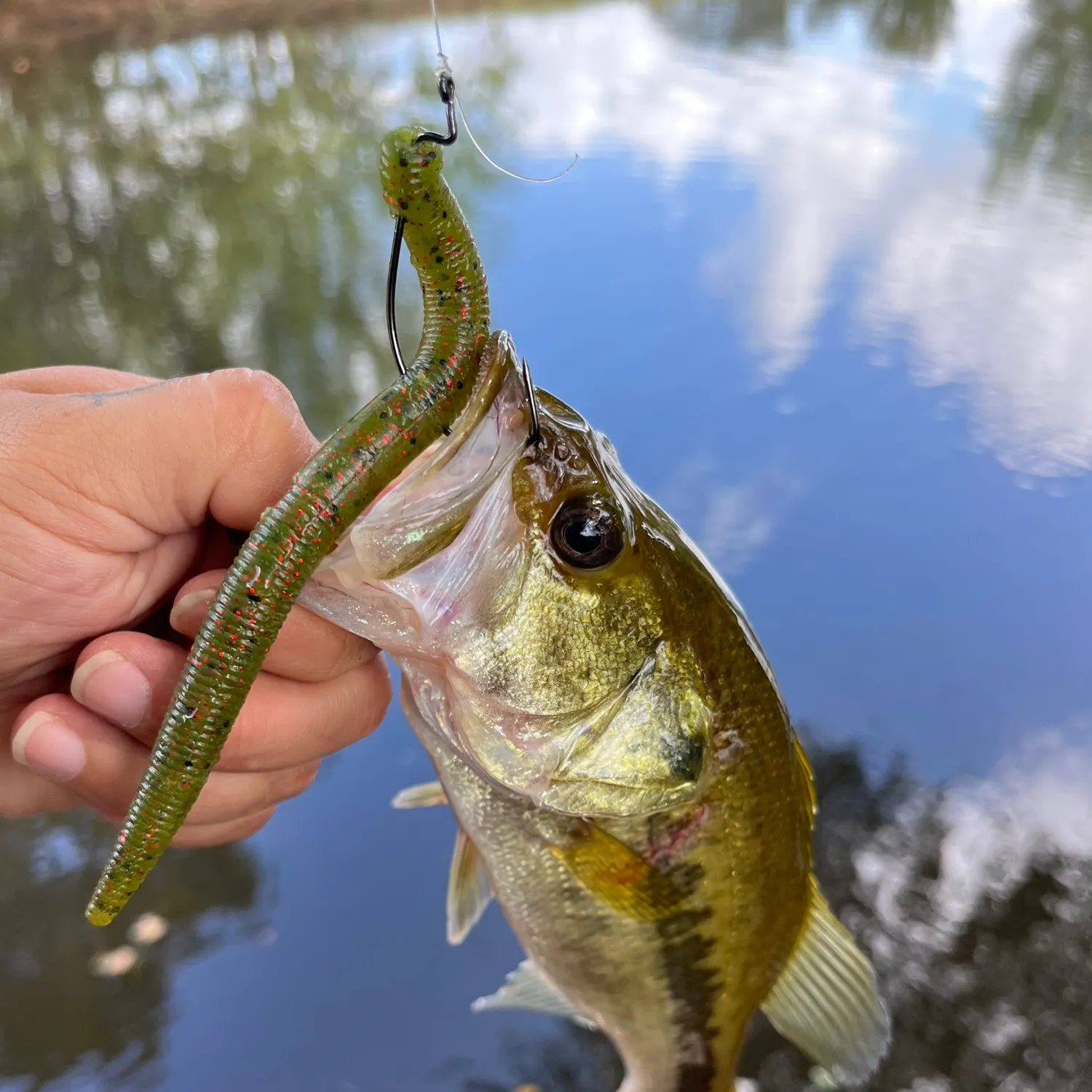 Largemouth bass caught on Fishbrain