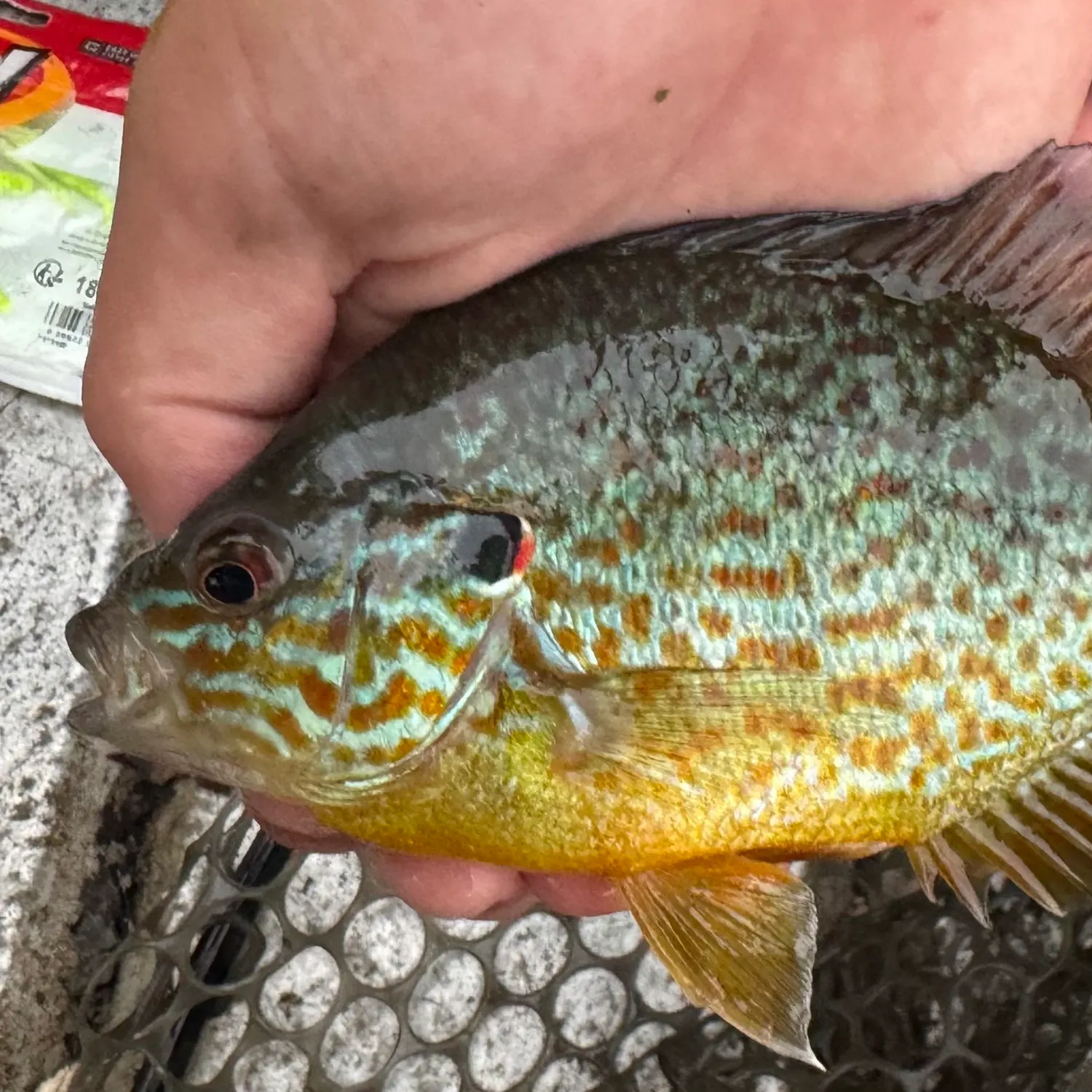 Pumpkinseed caught on Fishbrain