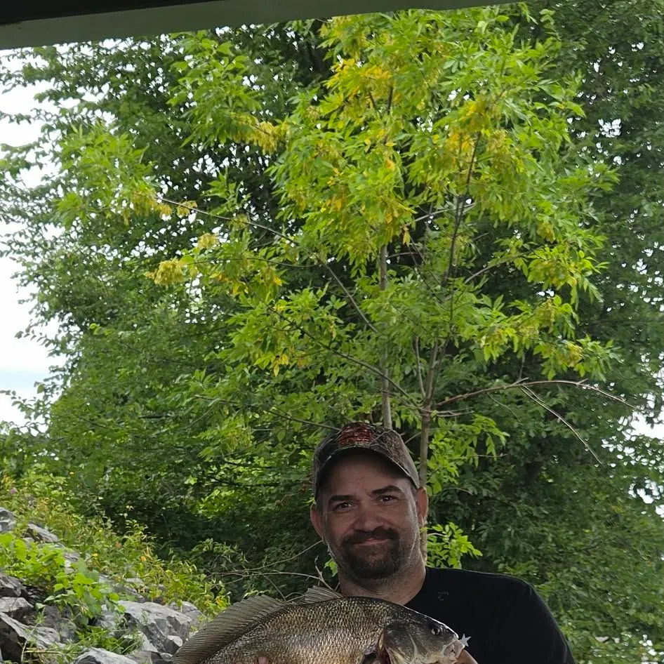 Freshwater drum caught on Fishbrain