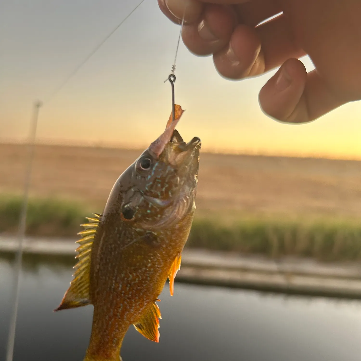 Green sunfish caught on Fishbrain
