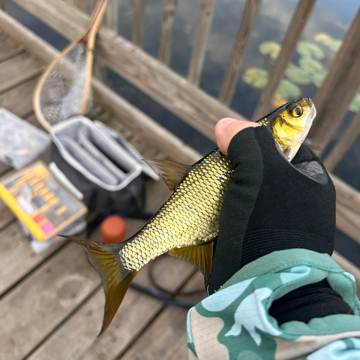 The most recent Golden shiner catches on Fishbrain