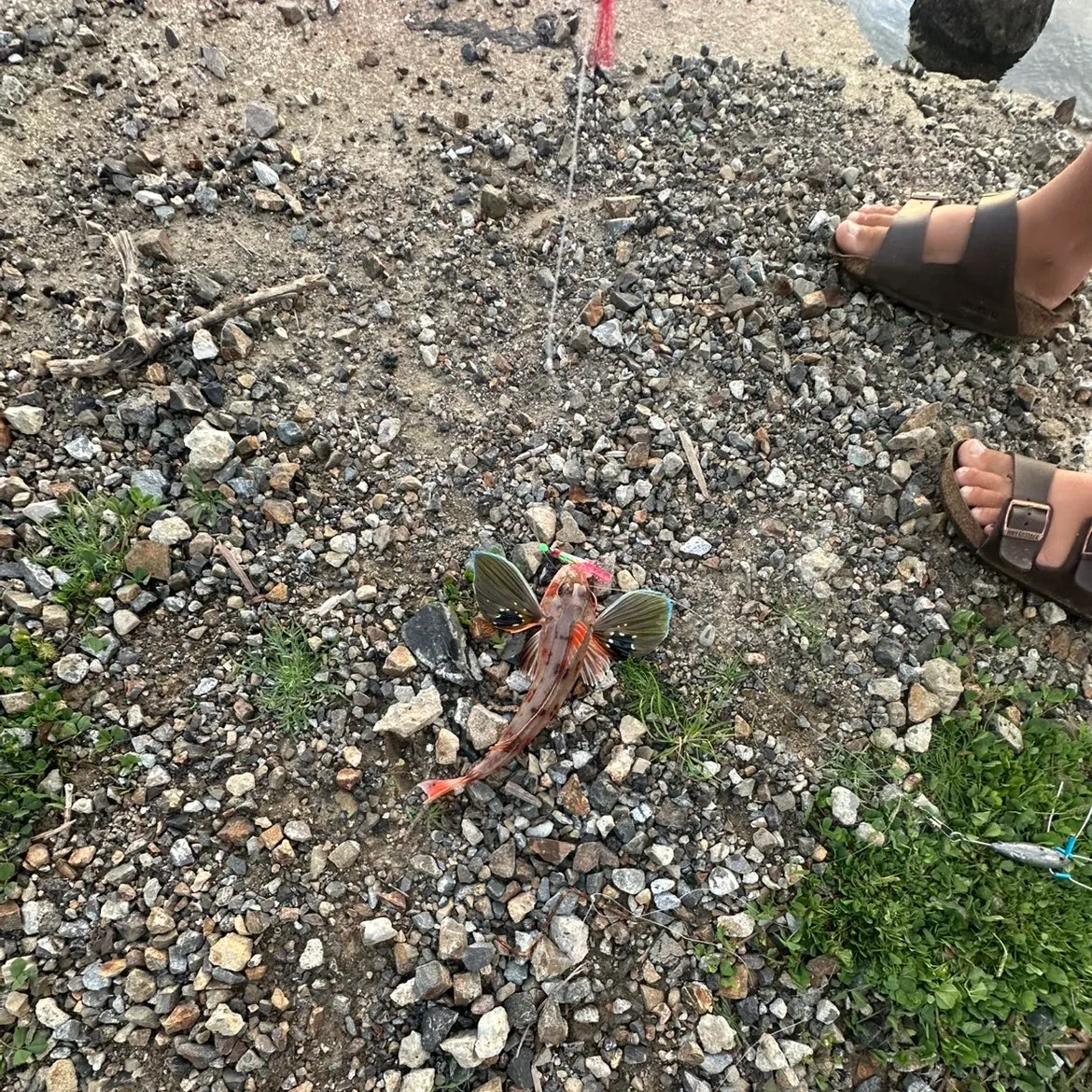 The most recent Red gurnard catches on Fishbrain