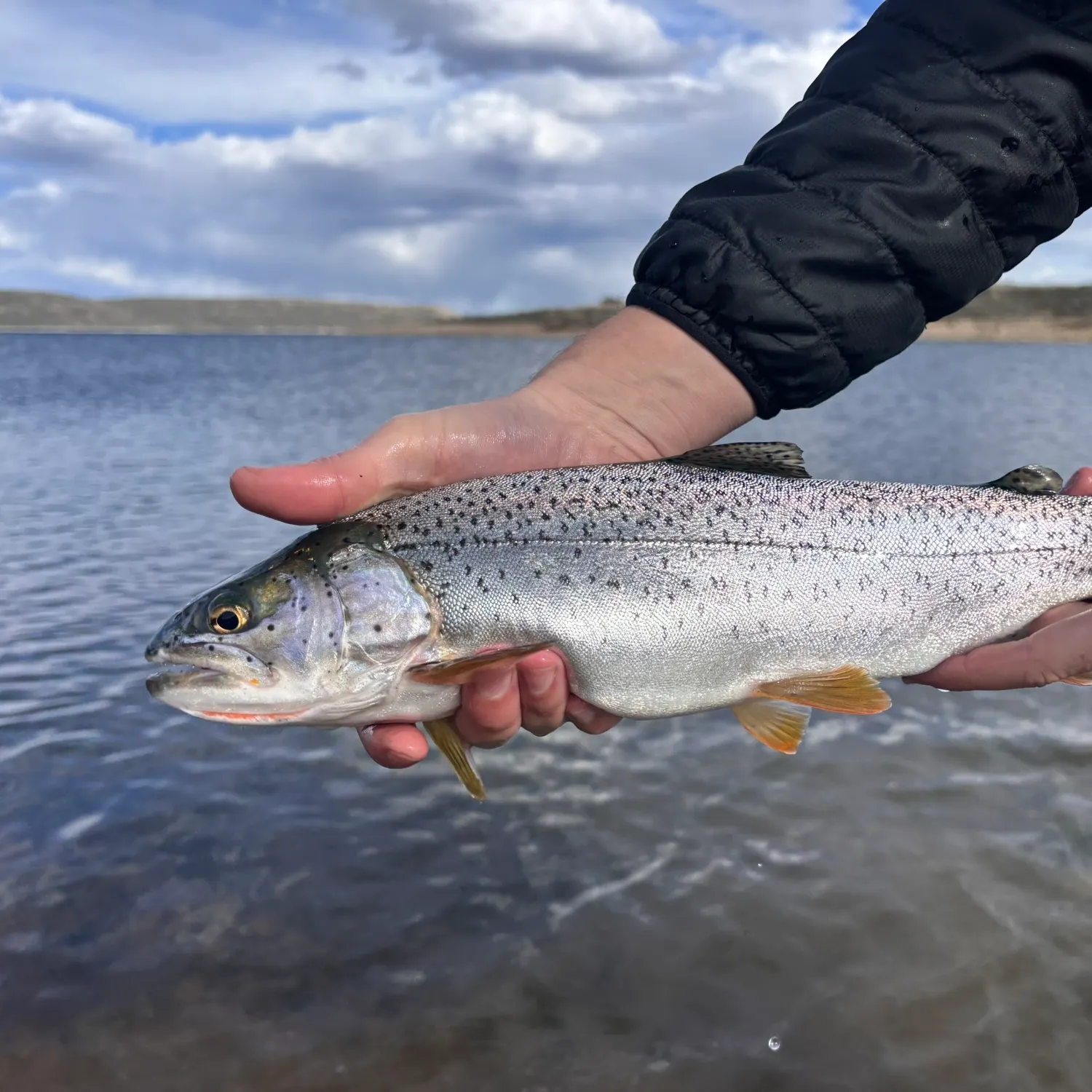 The most recent Bear Lake cutthroat trout catches on Fishbrain