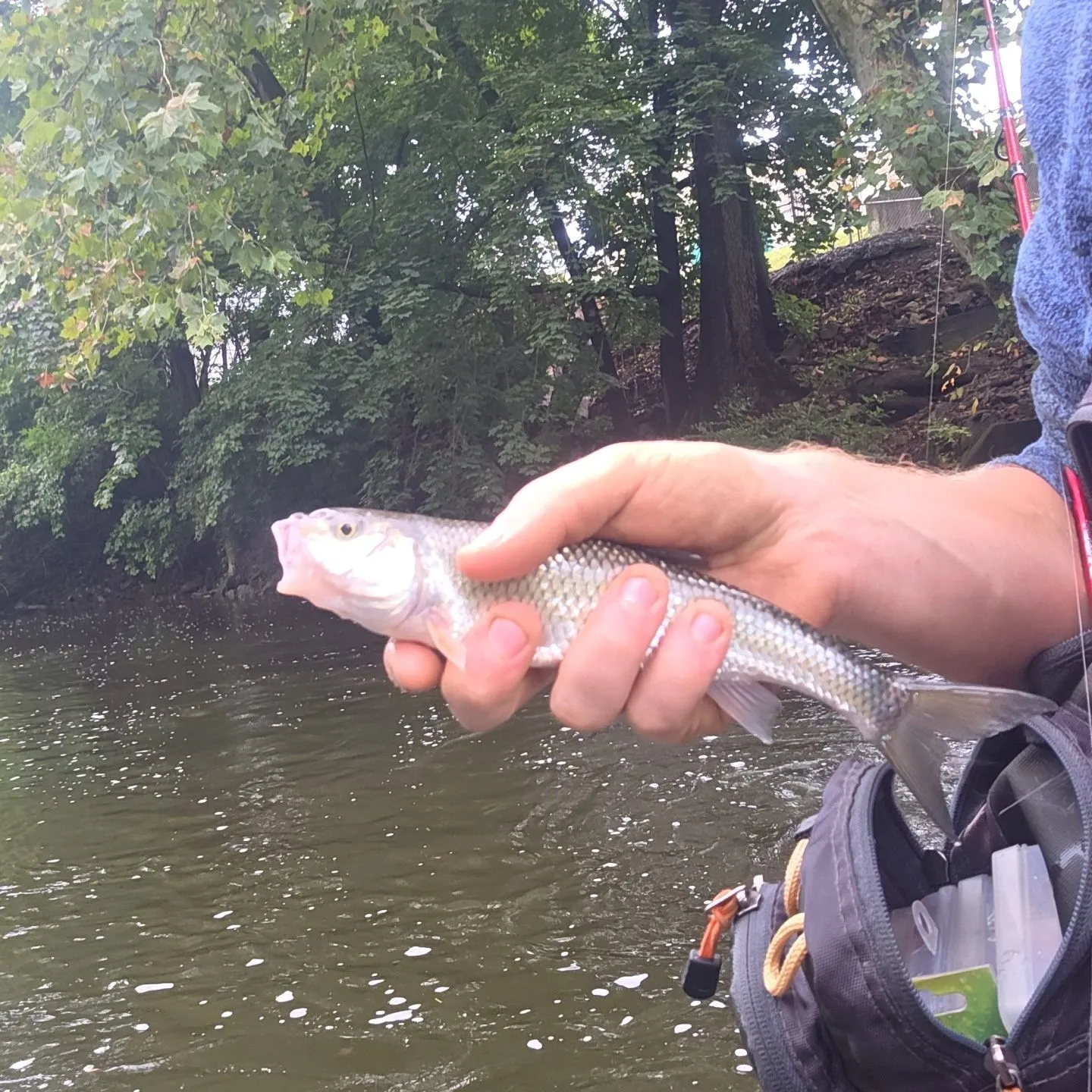 Fallfish caught on Fishbrain