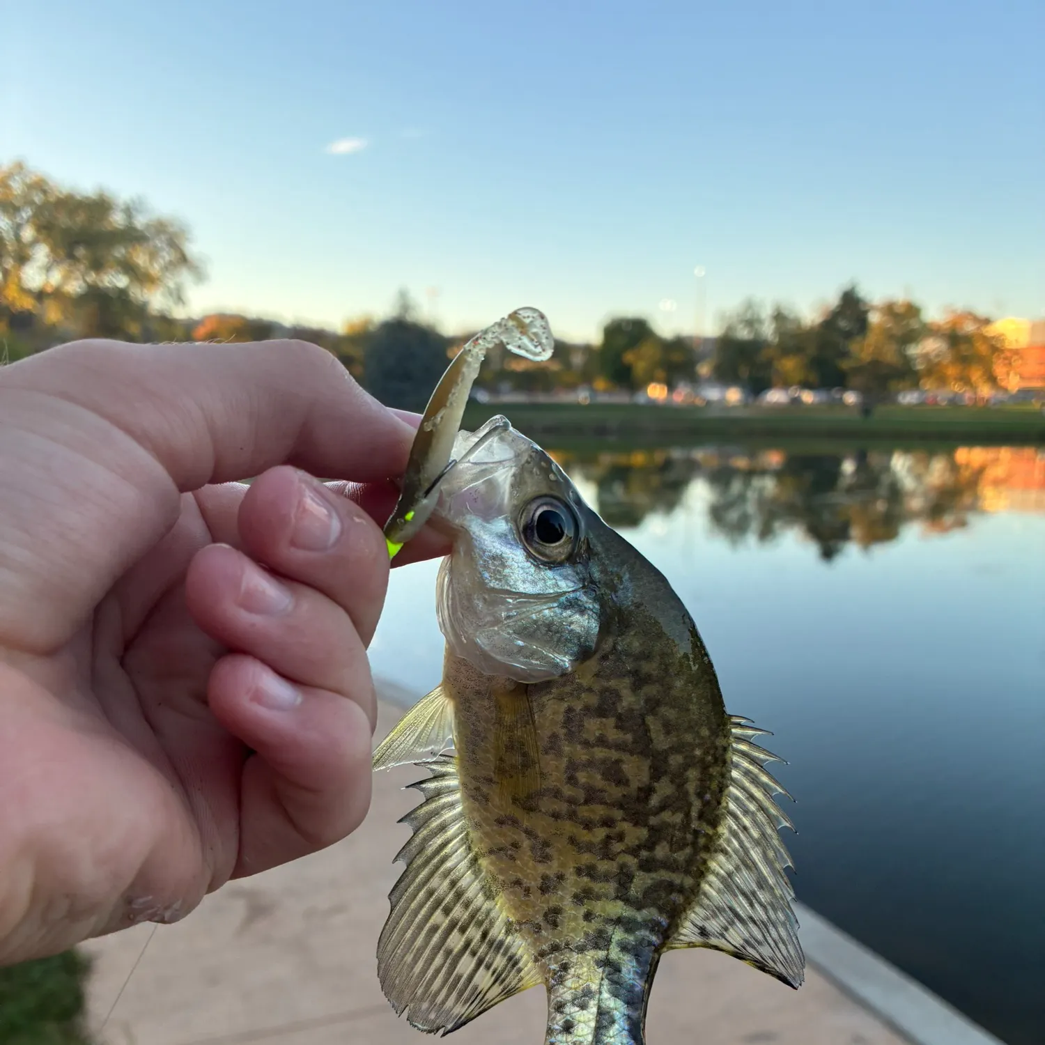 Black crappie caught on Fishbrain