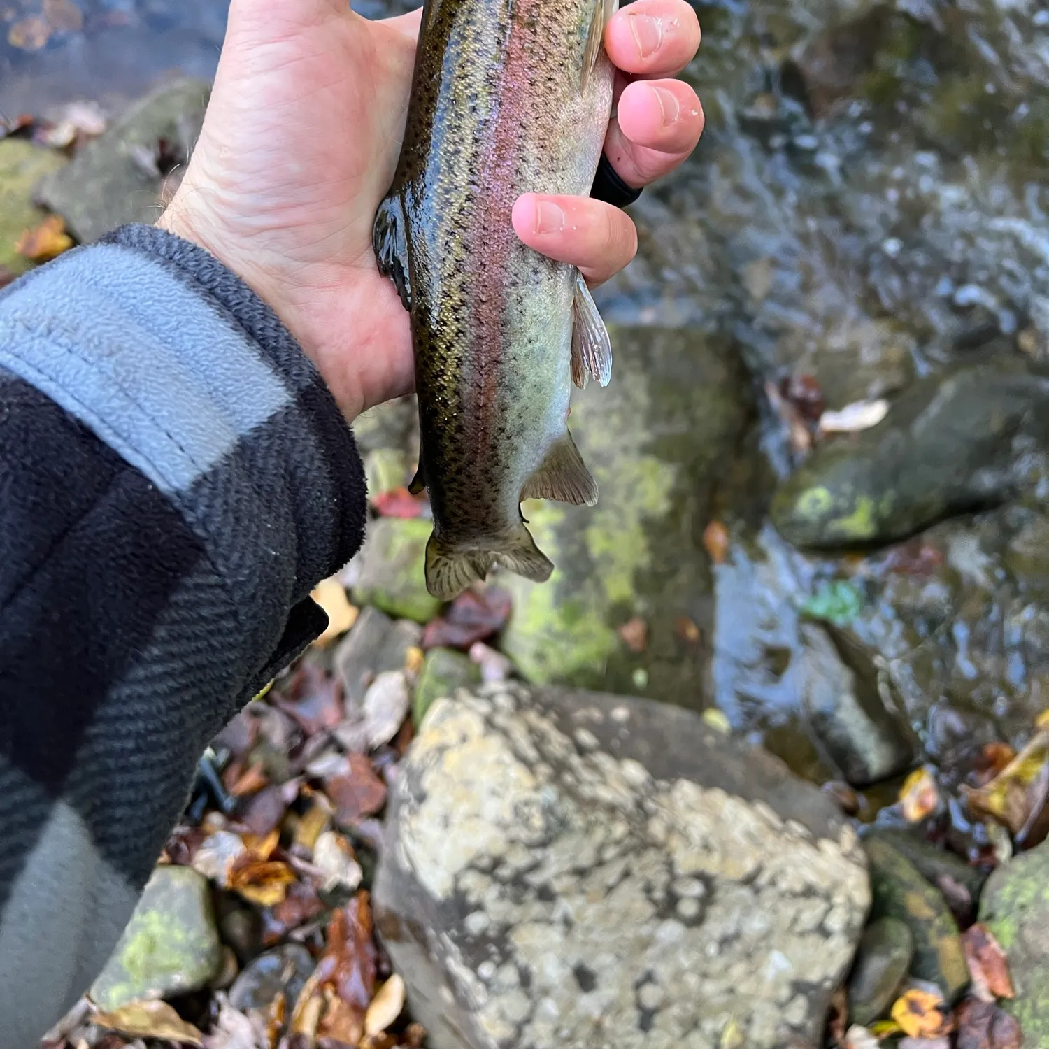 Rainbow trout caught on Fishbrain