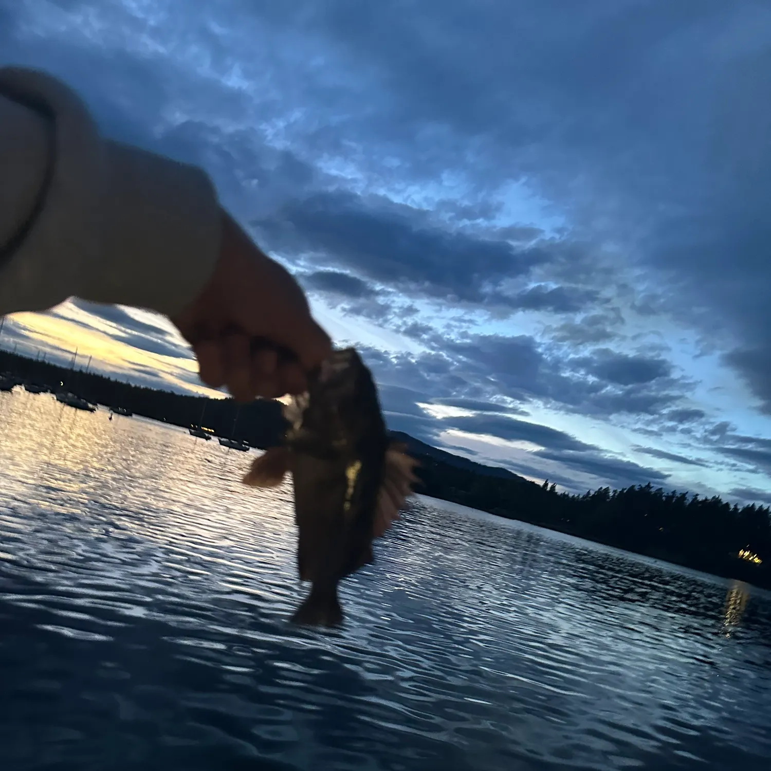 Copper rockfish caught on Fishbrain