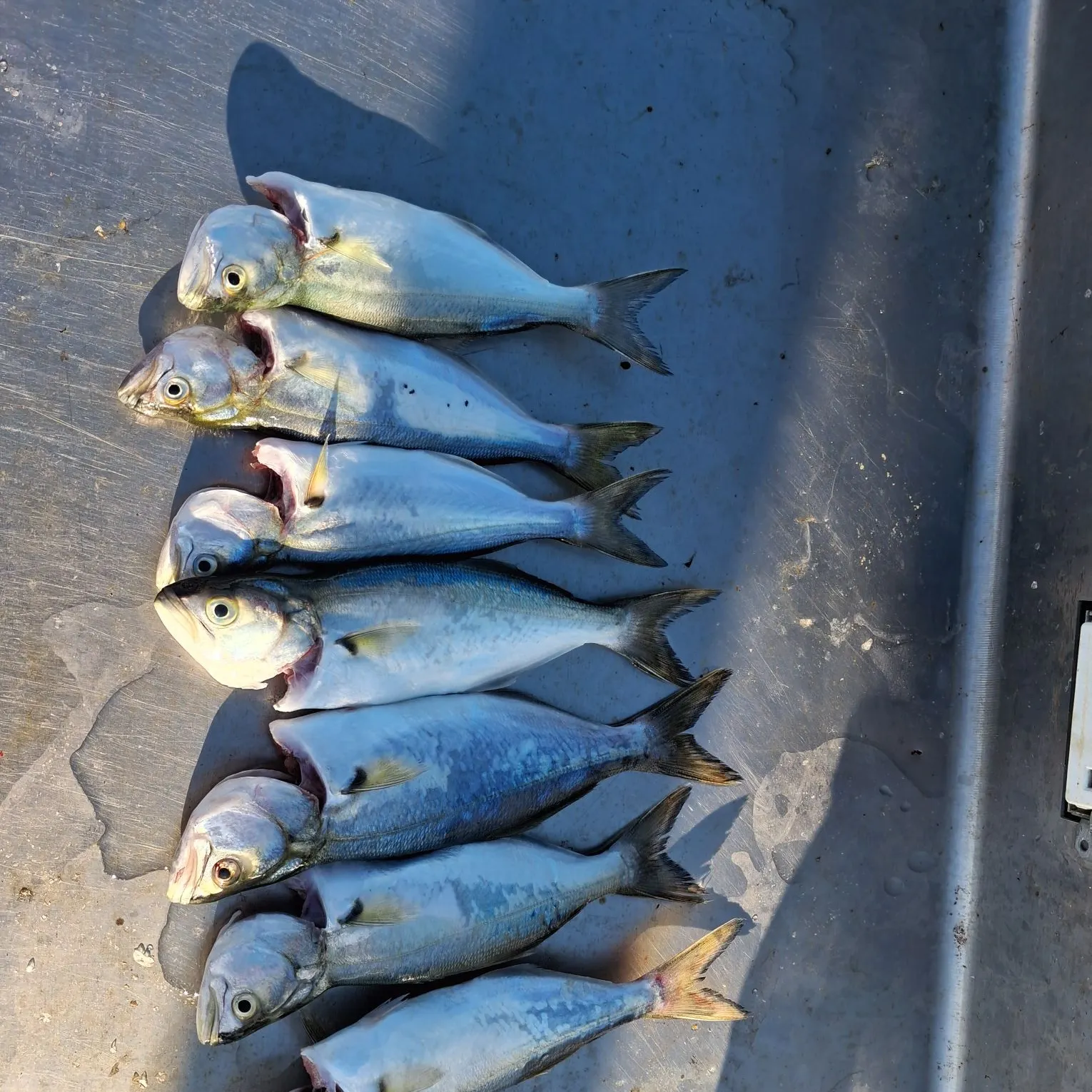 Bluefish caught on Fishbrain